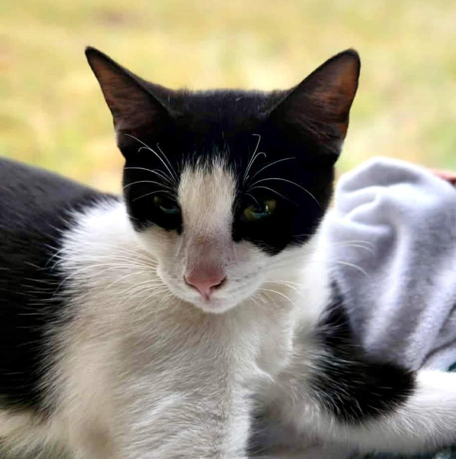 Khali, Adoptable, Young Male Tuxedo.
