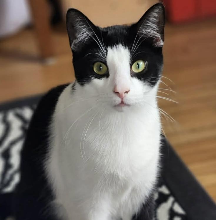 Khali, Adoptable, Young Female Tuxedo.