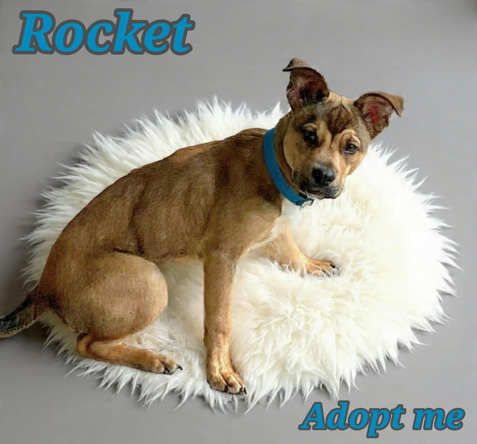 Enlarge Rocket, a ADOPTABLE mixed breed in Grove, OK image 4/4