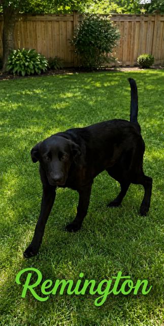 Enlarge Remington, a Adoptable mixed breed in Zimmerman, MN image 2/2