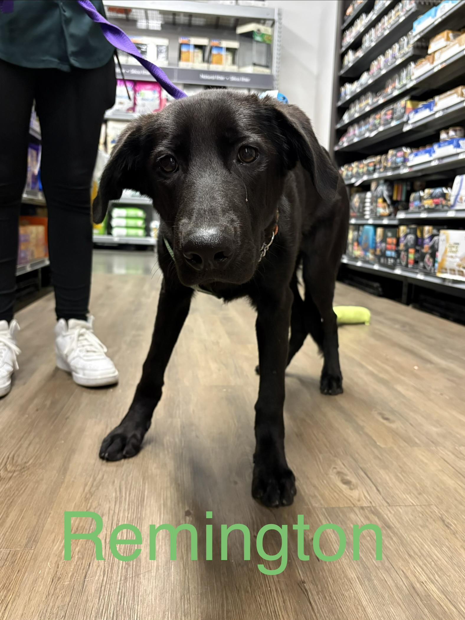 Remington, Adoptable, Young Male German Shepherd Dog.