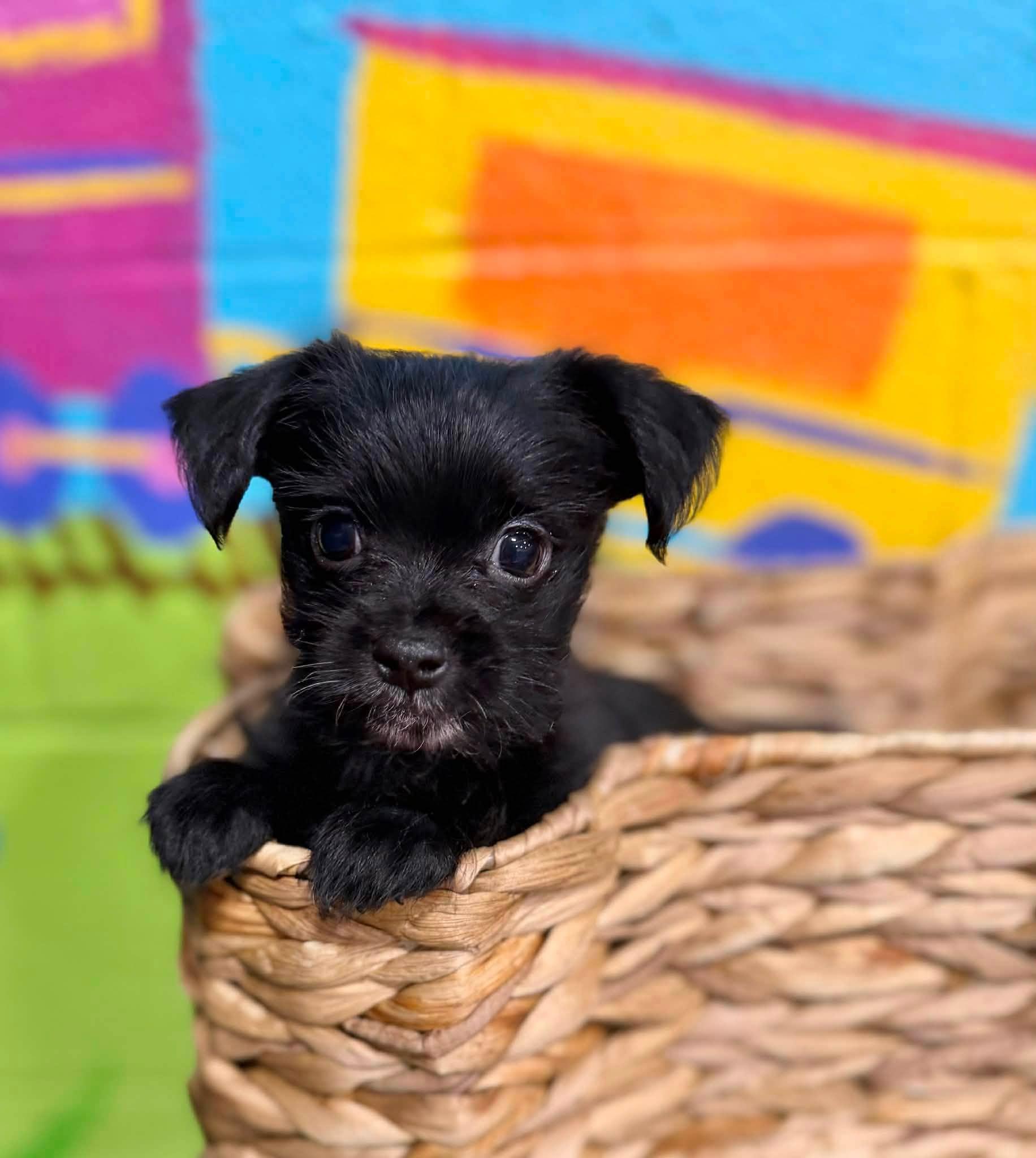 Mr Pup, adopted, Puppy Male Morkie.