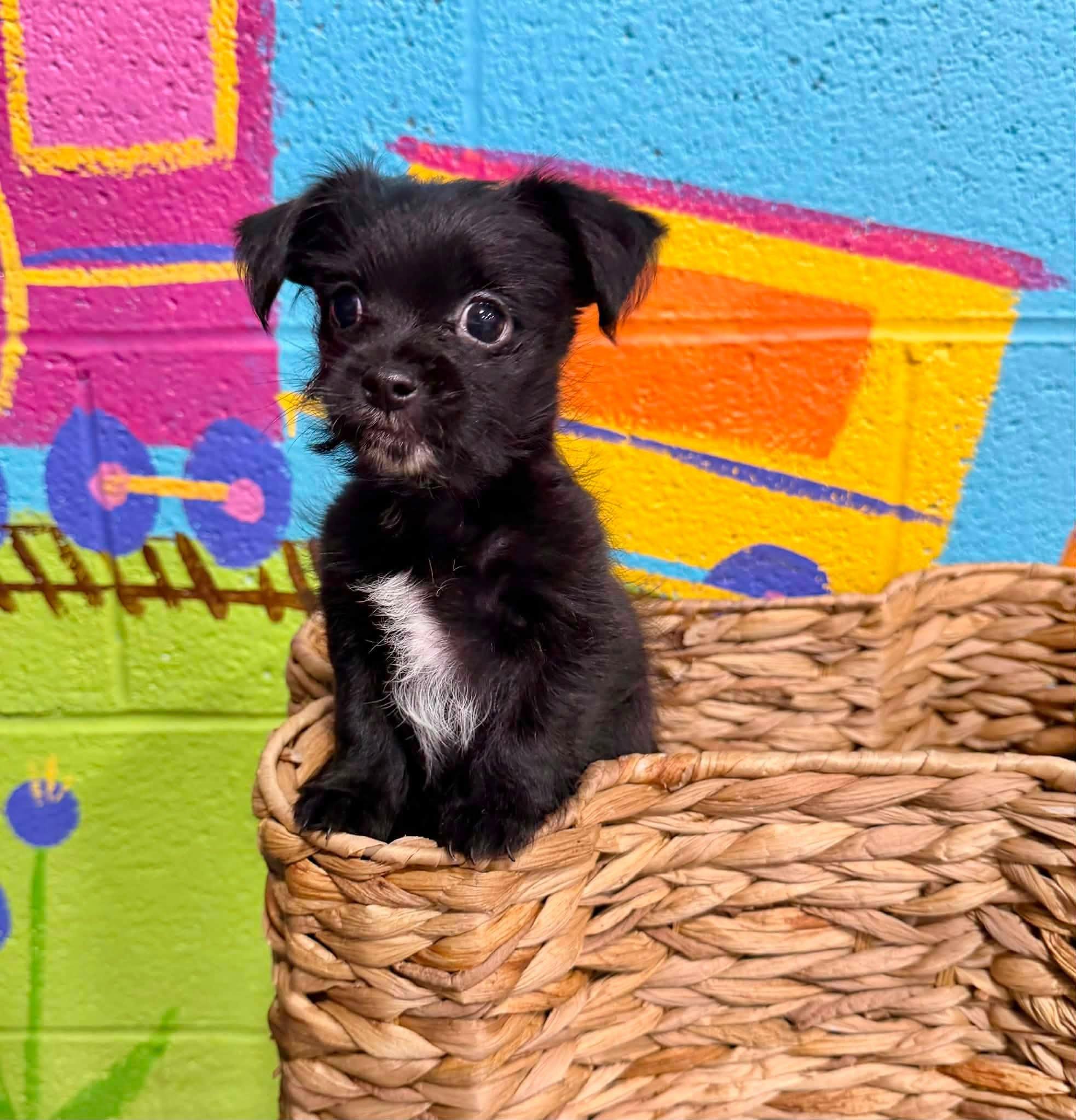 Enlarge Mr Pup, an adopted Morkie in Antioch, TN image 2/2