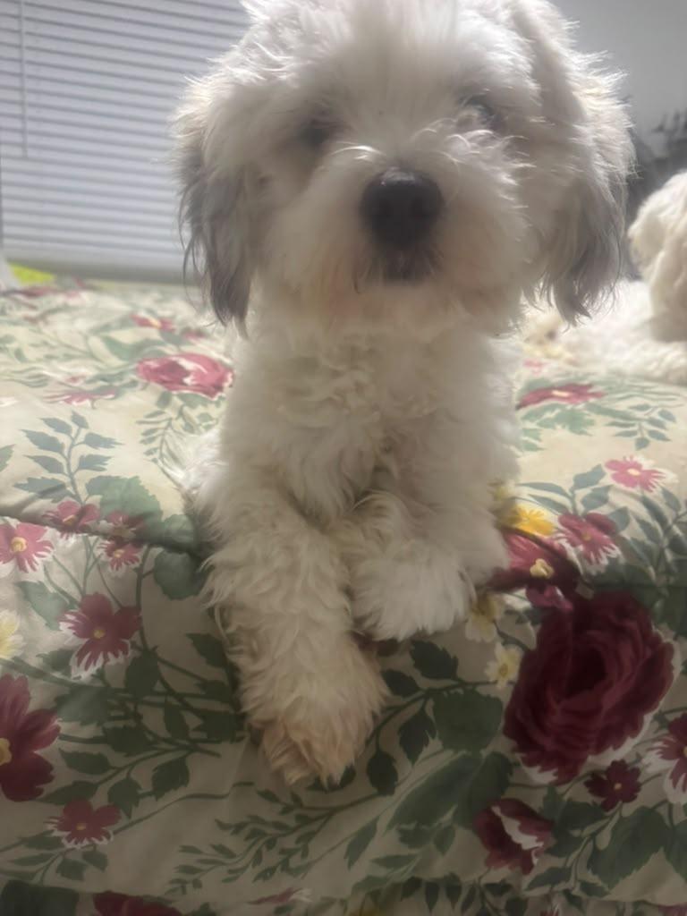 Enlarge Minnie, a Adopted Coton de Tulear in Miami, FL image 4/5