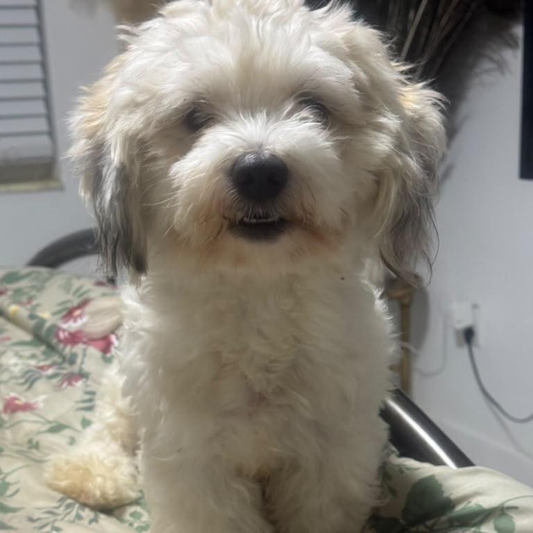 Minnie, Adopted, Puppy Female Coton de Tulear.