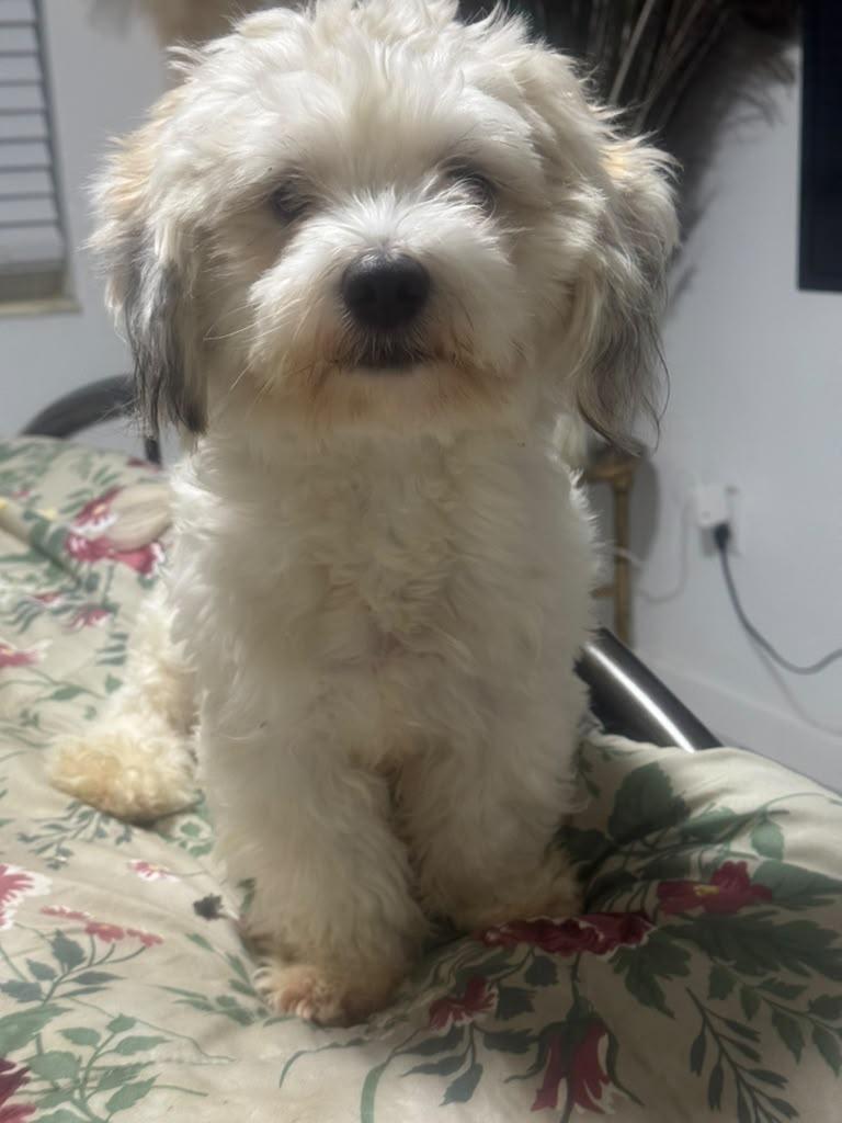 Enlarge Minnie, a Adopted Coton de Tulear in Miami, FL image 5/5