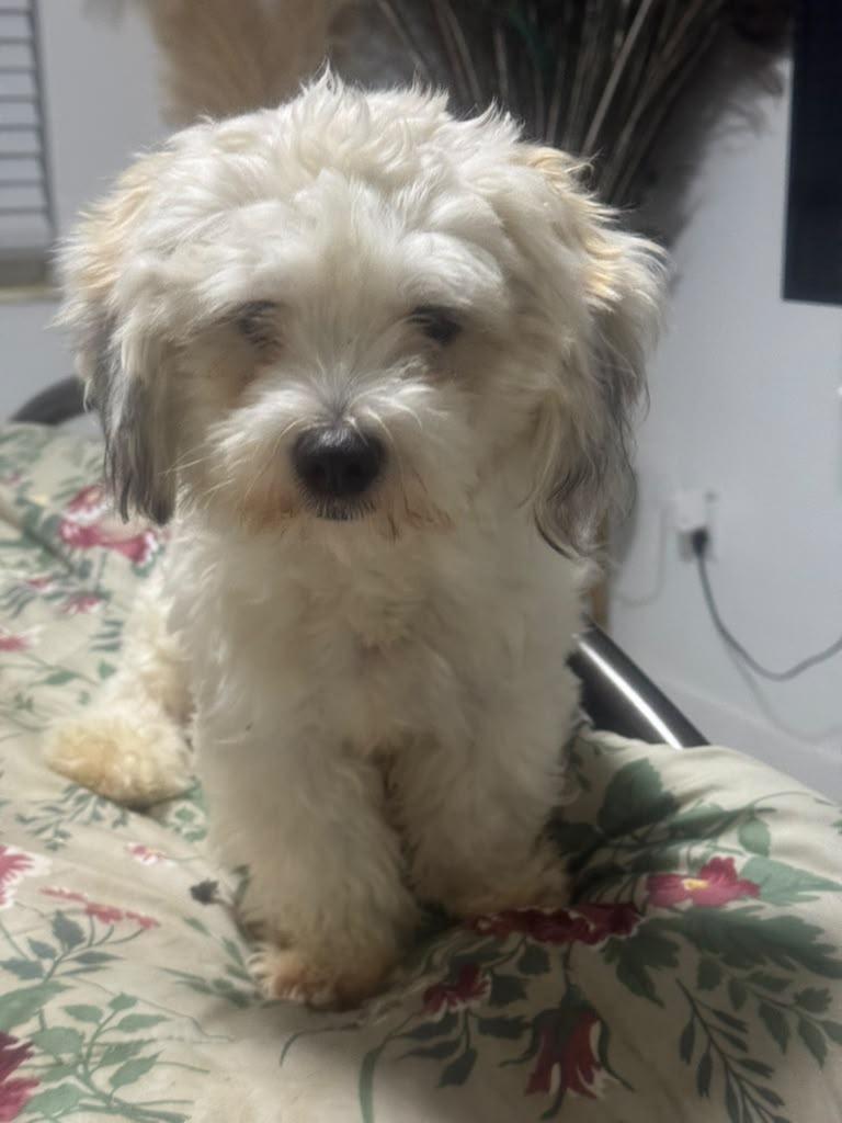 Enlarge Minnie, a Adopted Coton de Tulear in Miami, FL image 3/5
