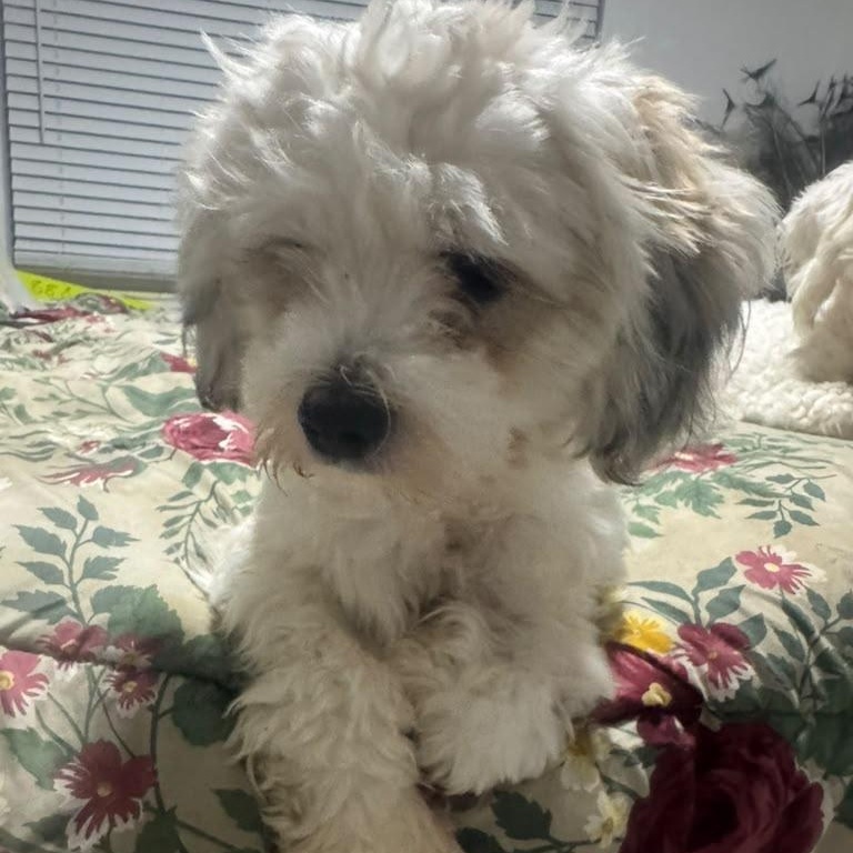 Enlarge Minnie, a Adopted Coton de Tulear in Miami, FL image 2/5