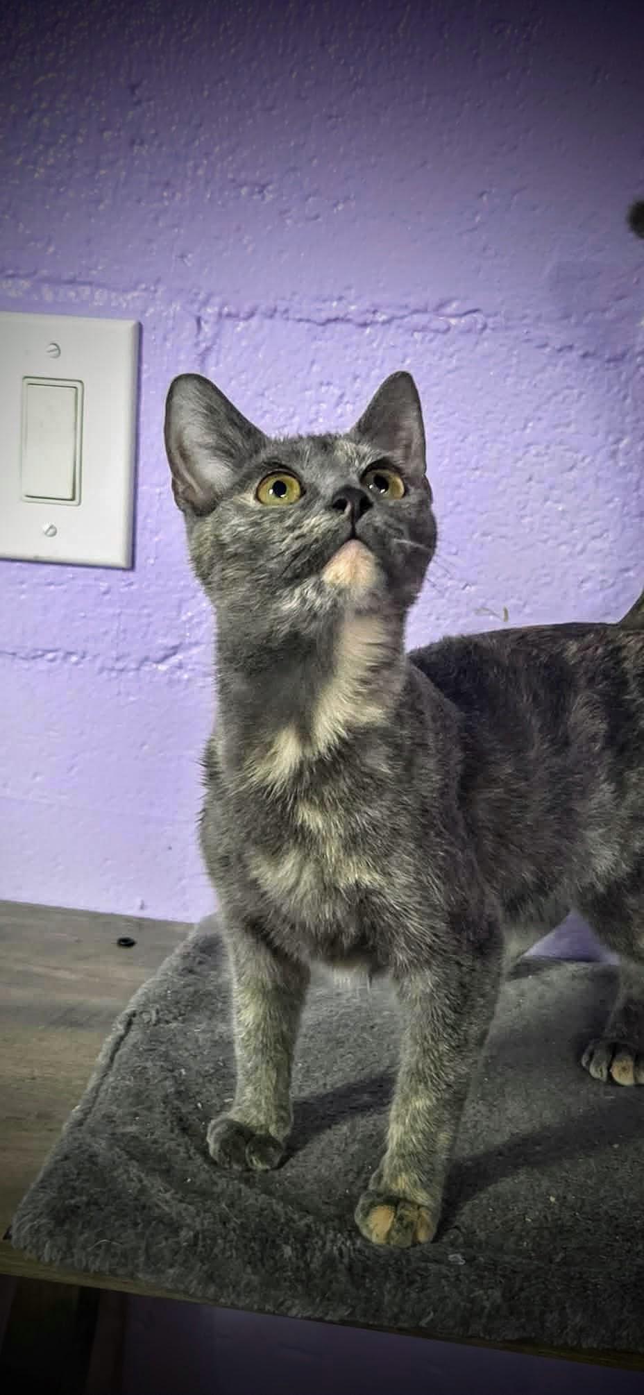 Enlarge Sterling, a Adoptable Domestic Short Hair in Greensburg, PA image 2/3