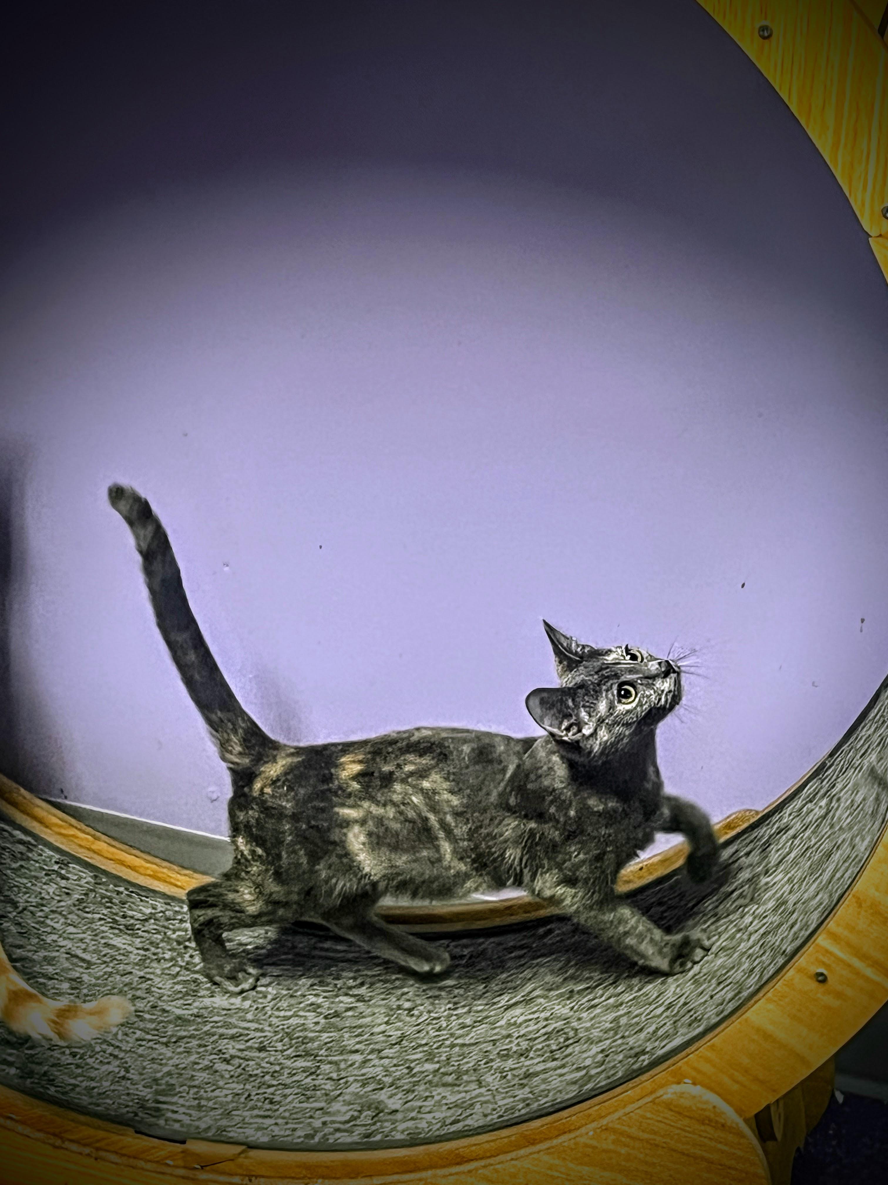 Enlarge Sterling, a Adoptable Domestic Short Hair in Greensburg, PA image 3/3