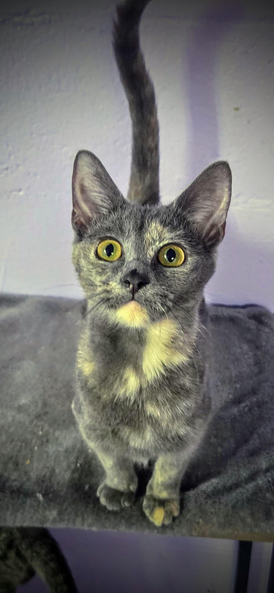 Enlarge Sterling, a Adoptable Domestic Short Hair in Greensburg, PA image 1/3