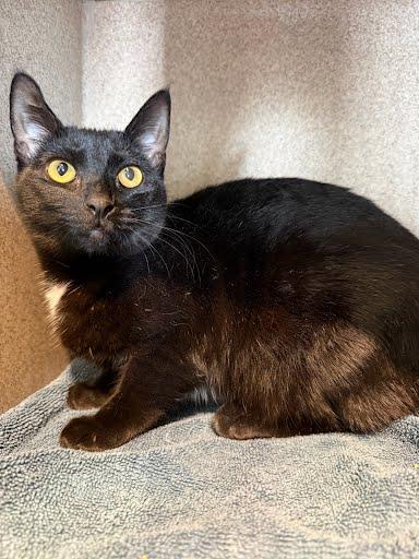 Teddi, Adoptable, Young Female Domestic Short Hair & Domestic Short Hair.
