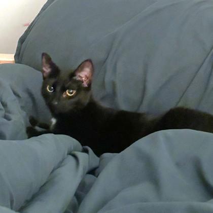 Enlarge Teddi, a Adoptable mixed breed in Washington, DC image 2/3