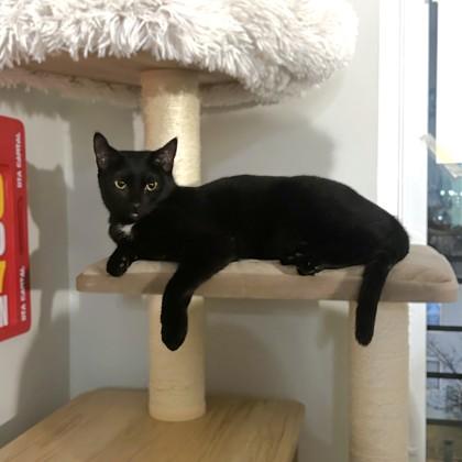 Enlarge Teddi, a Adoptable mixed breed in Washington, DC image 3/3