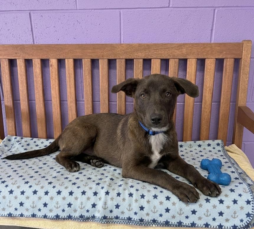Enlarge **MUSTANG**, a Adoptable mixed breed in North Prairie, WI image 1/3