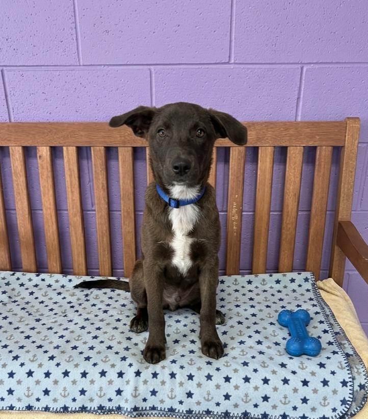 Enlarge **MUSTANG**, a Adoptable mixed breed in North Prairie, WI image 2/3