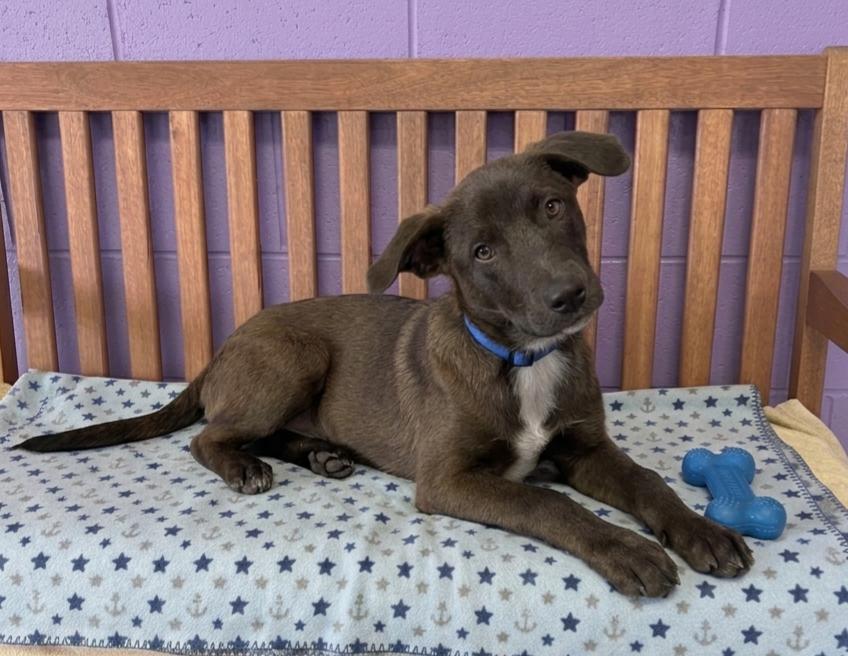 Enlarge **MUSTANG**, a Adoptable mixed breed in North Prairie, WI image 3/3
