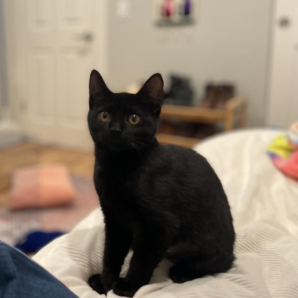 Enlarge Billie, a Adoptable Domestic Short Hair in Santa Rosa, CA image 1/5