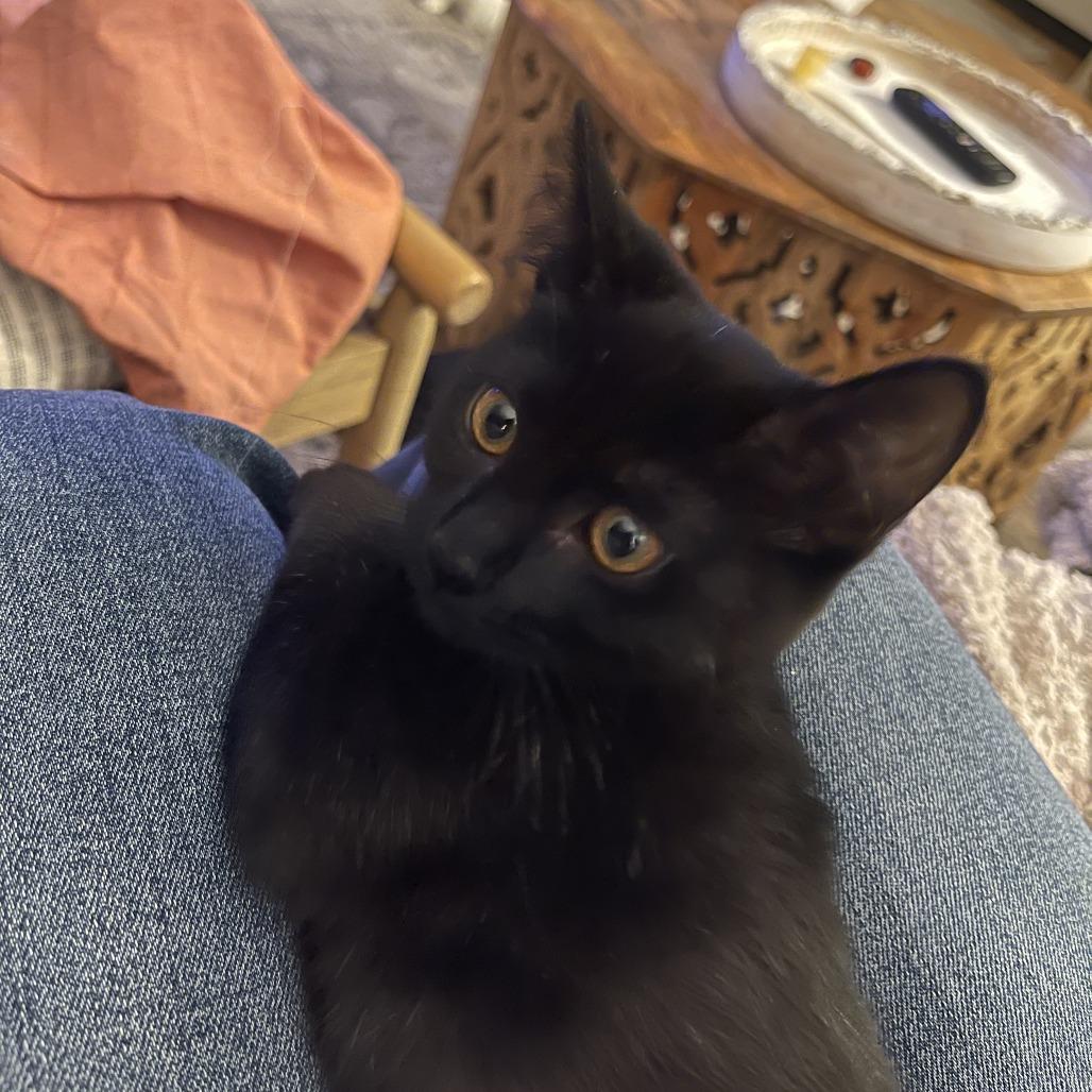 Enlarge Billie, a Adoptable Domestic Short Hair in Santa Rosa, CA image 2/5