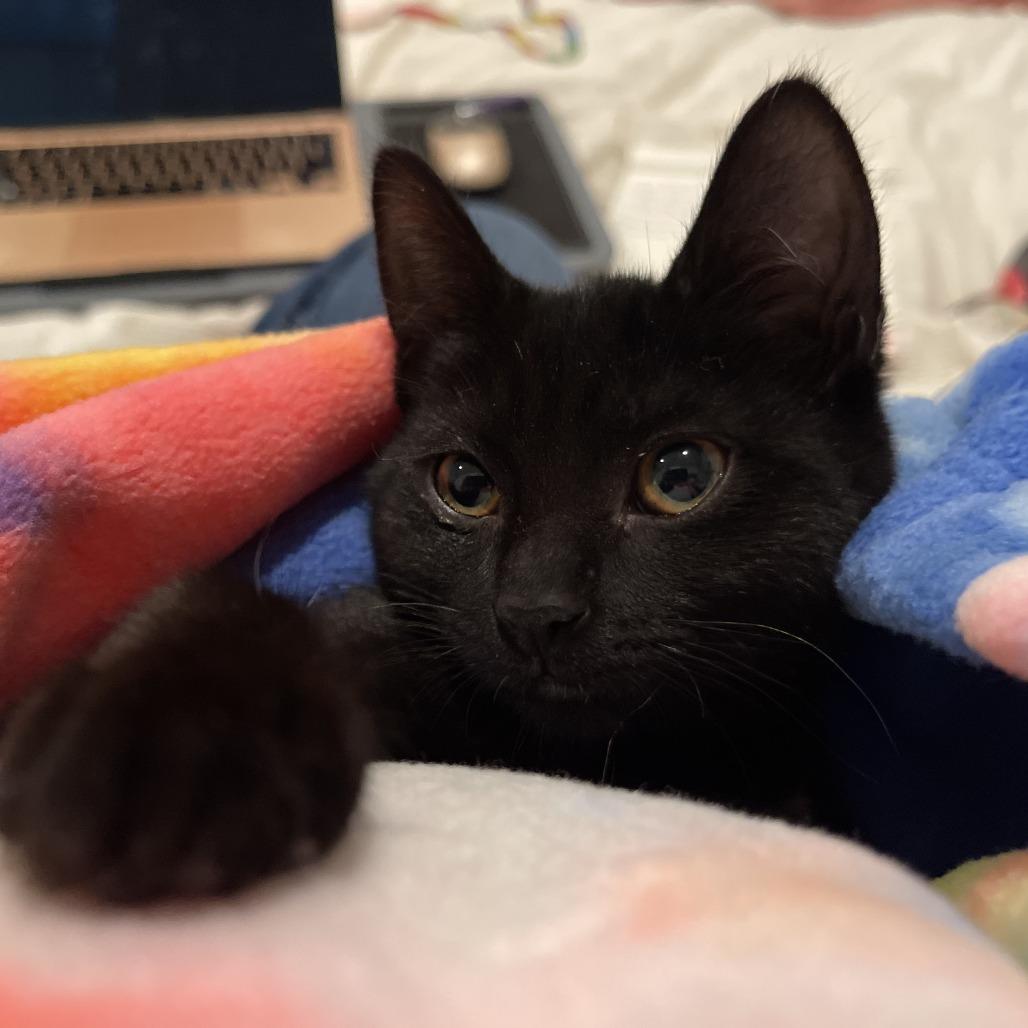 Enlarge Billie, a Adoptable Domestic Short Hair in Santa Rosa, CA image 3/5
