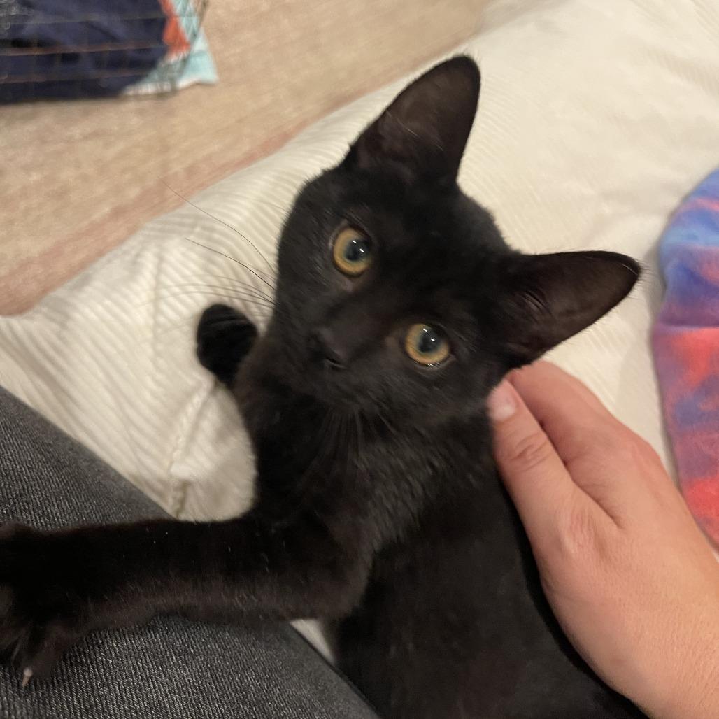 Enlarge Billie, a Adoptable Domestic Short Hair in Santa Rosa, CA image 4/5