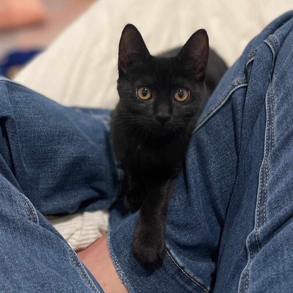 Enlarge Billie, a Adoptable Domestic Short Hair in Santa Rosa, CA image 5/5
