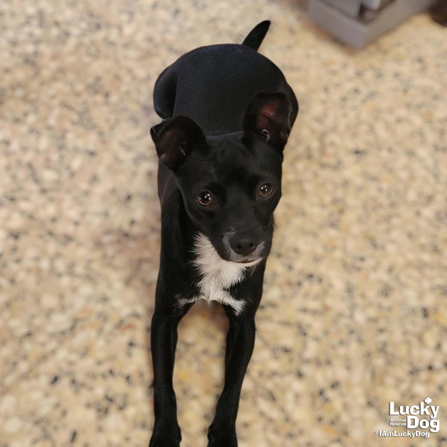 Debby, Adopted, Young Female Chihuahua.