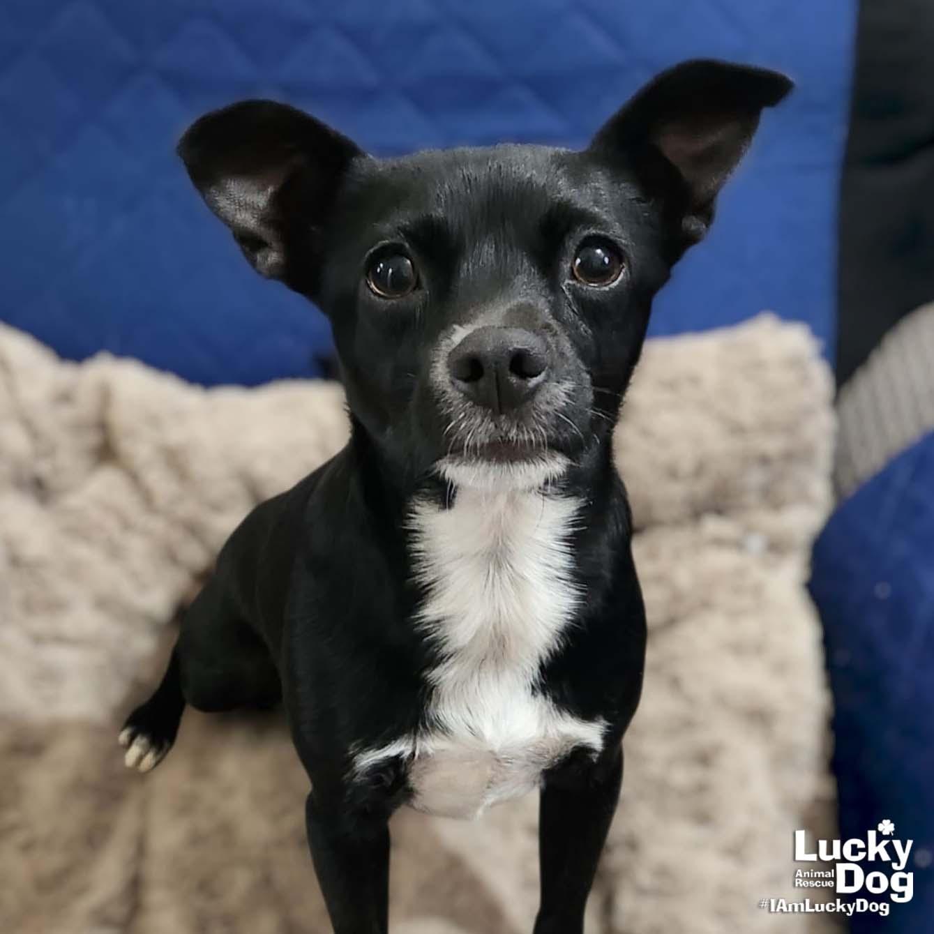 Enlarge Debby, a Adopted Chihuahua in Washington, DC image 2/2