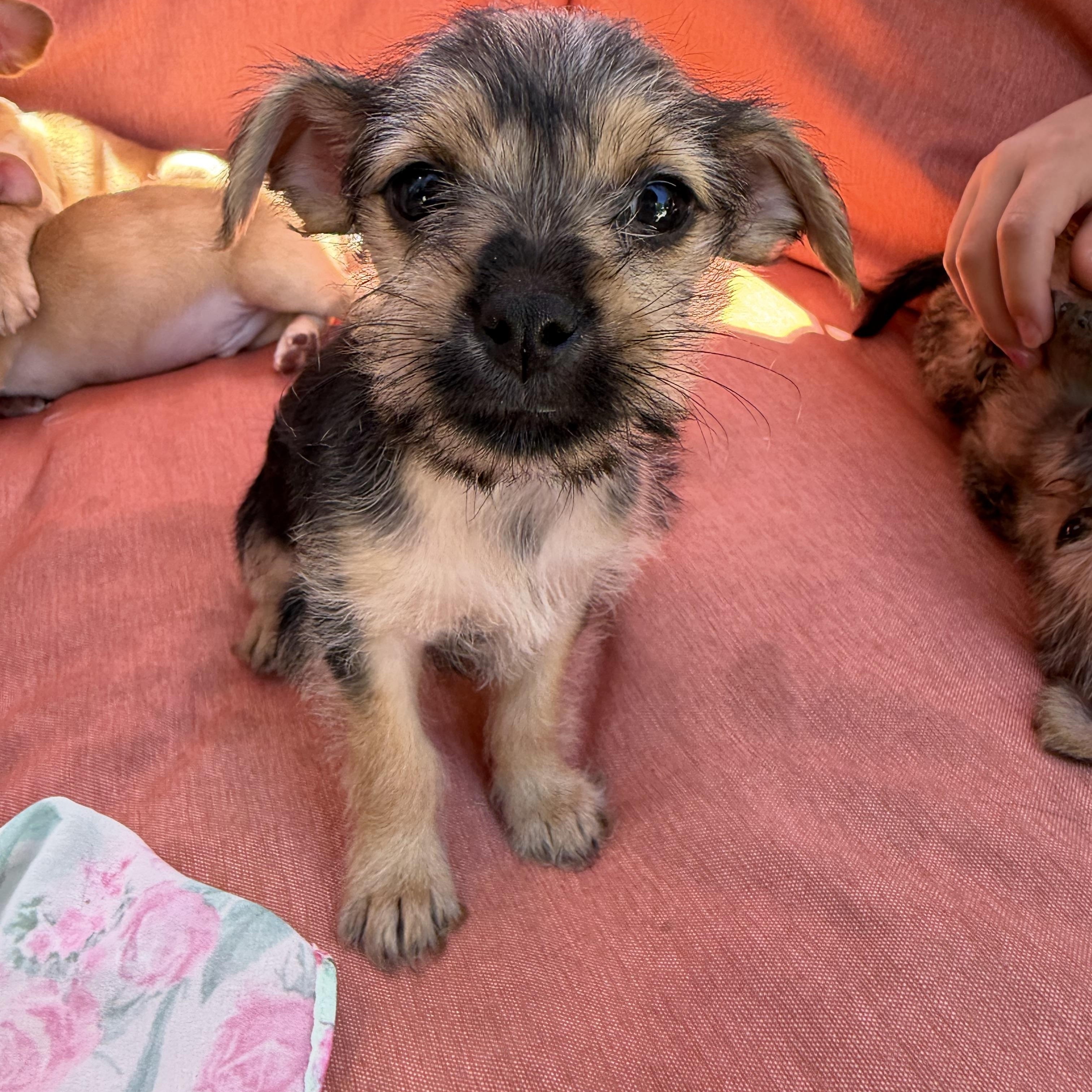 Cece, adopted, Puppy Female Yorkie Poo & Chihuahua.