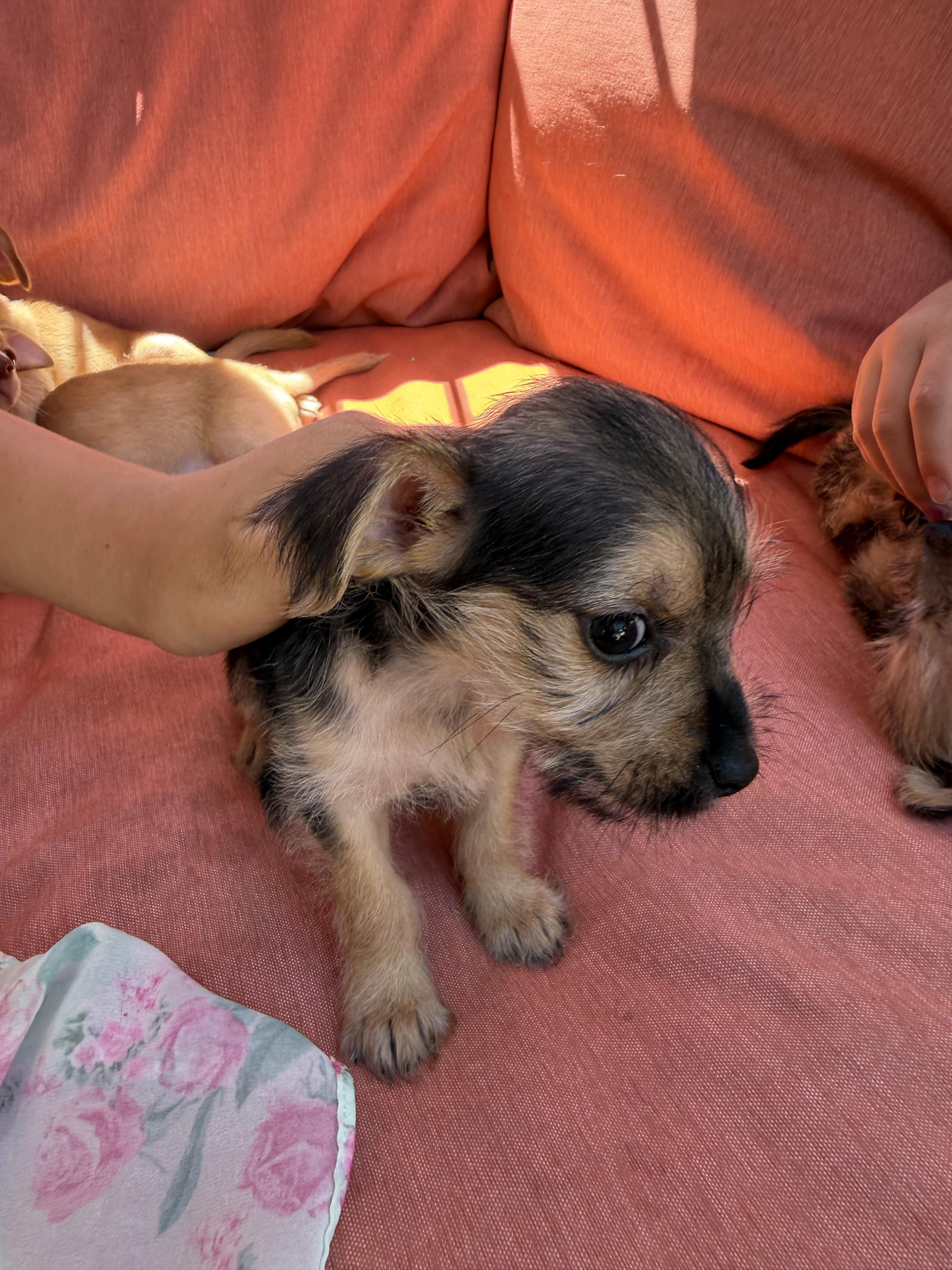 Cece, an adopted mixed breed in Redlands , CA image 2/2