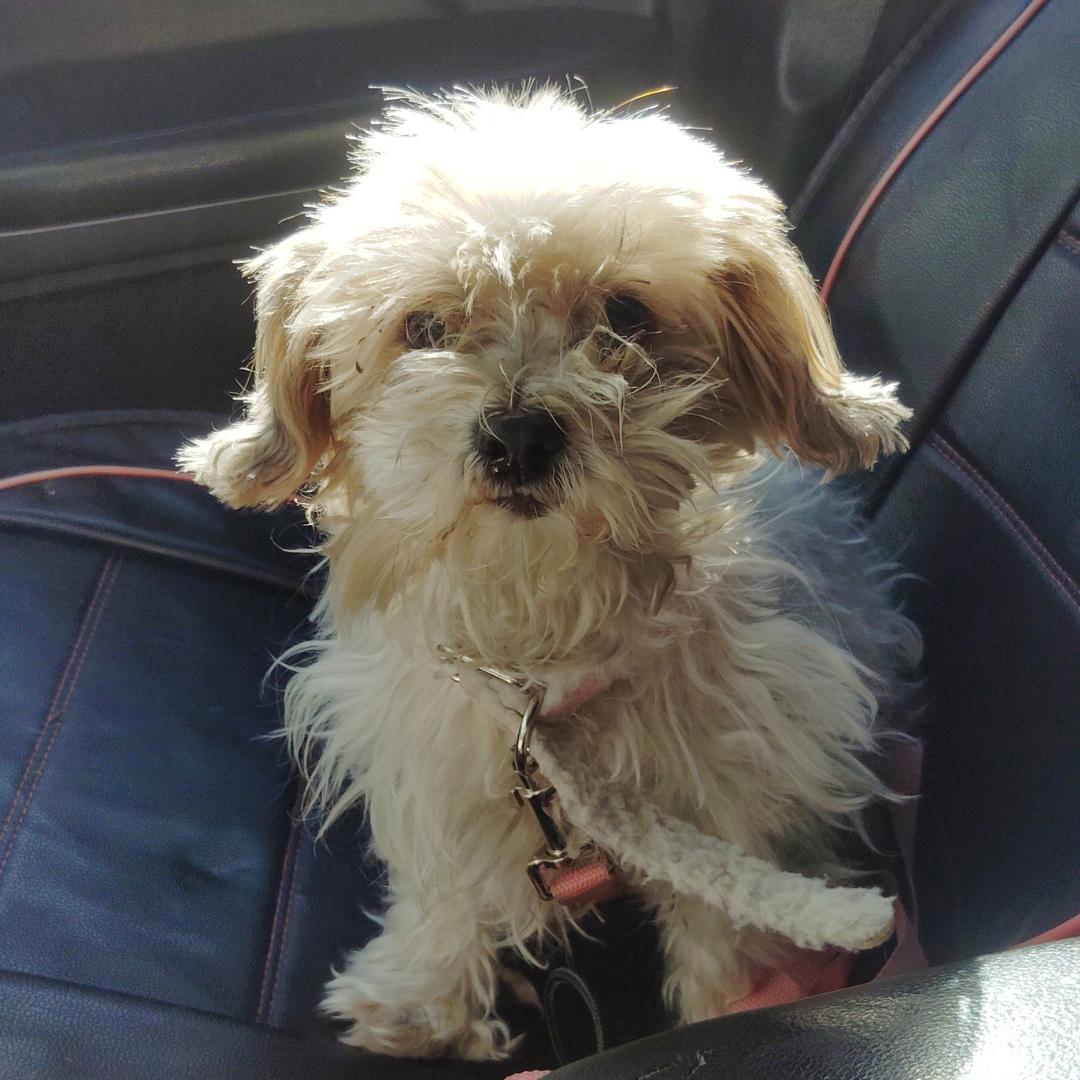 Enlarge Arielle, a Adoptable mixed breed in West Hollywood, CA image 2/4