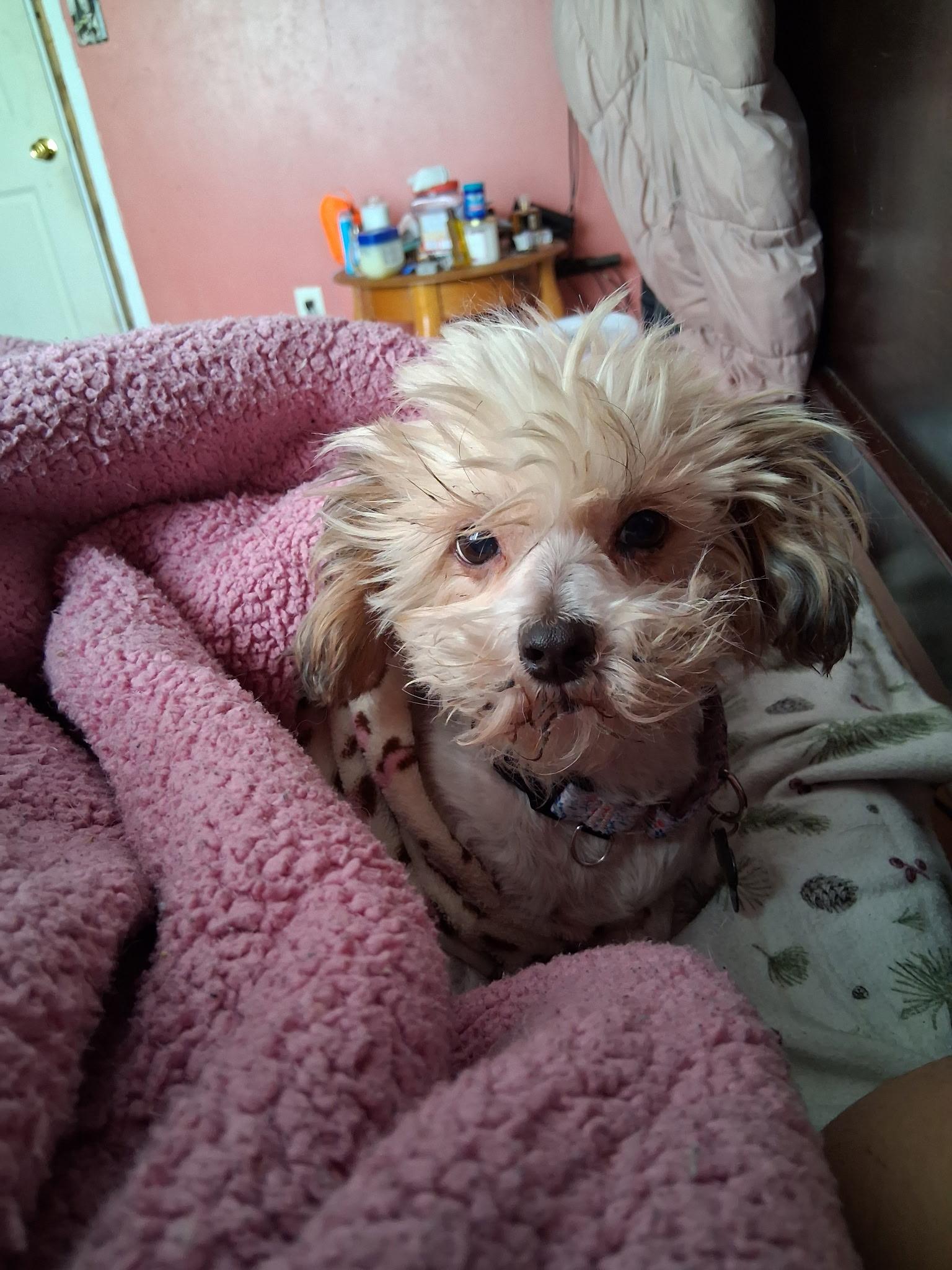 Enlarge Arielle, a Adoptable mixed breed in West Hollywood, CA image 3/4