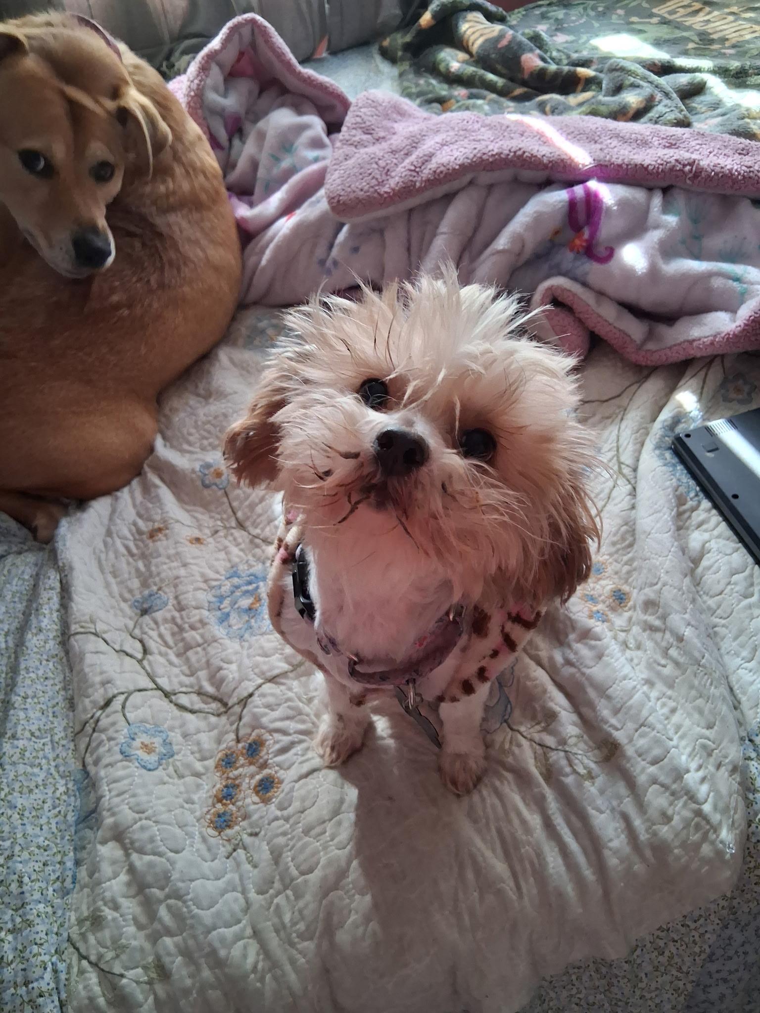 Arielle, Adoptable, Adult Female Terrier.