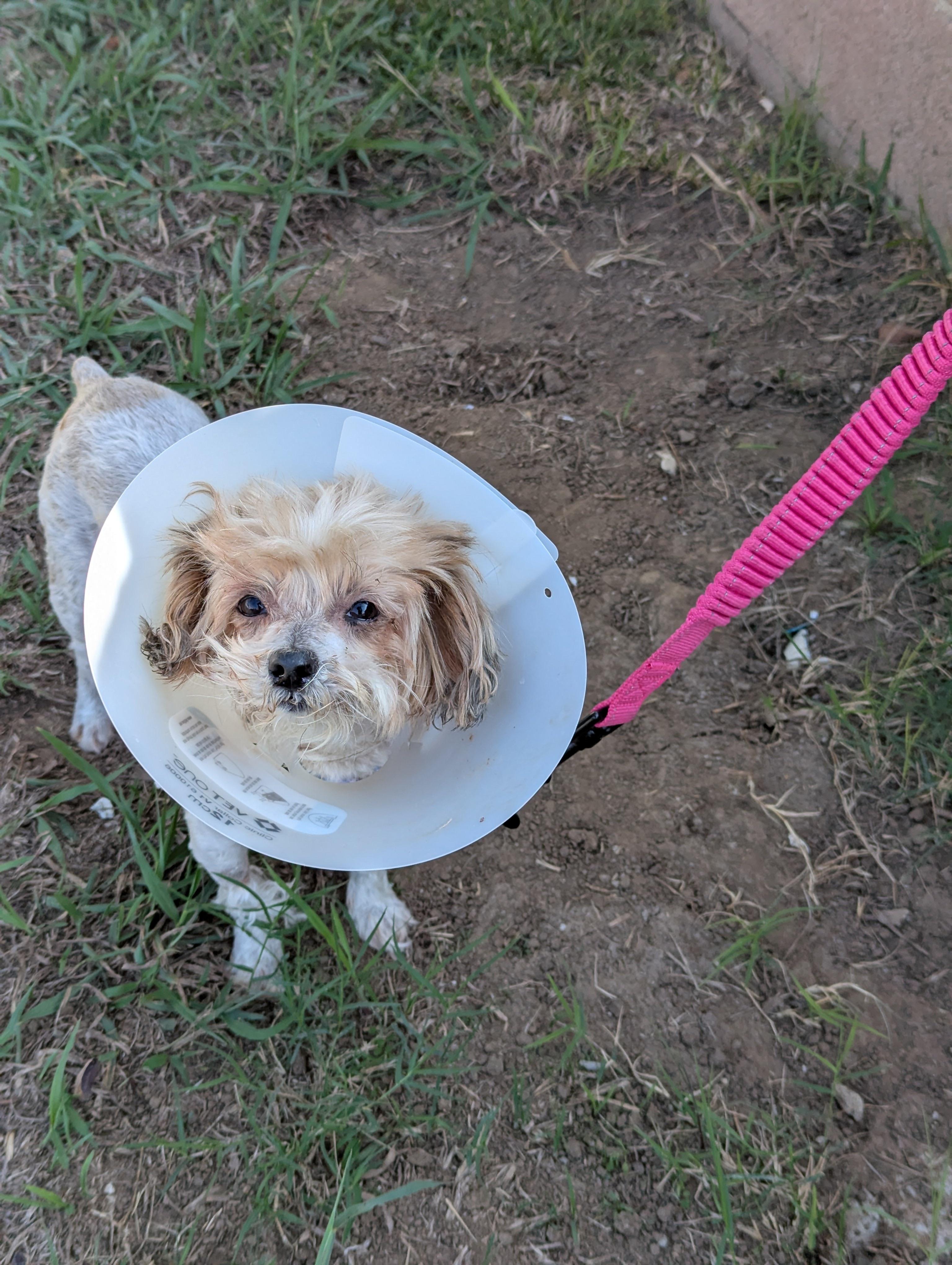 Enlarge Arielle, a Adoptable mixed breed in West Hollywood, CA image 4/4
