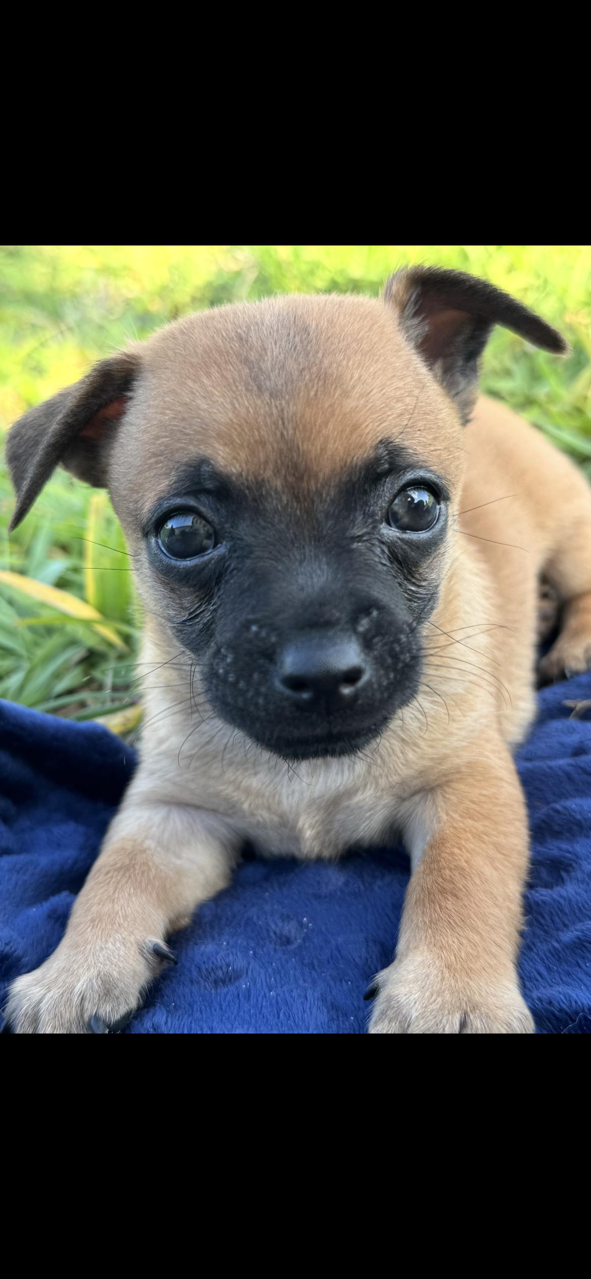Biscotti, Adoptable, Puppy Male Wire Fox Terrier.