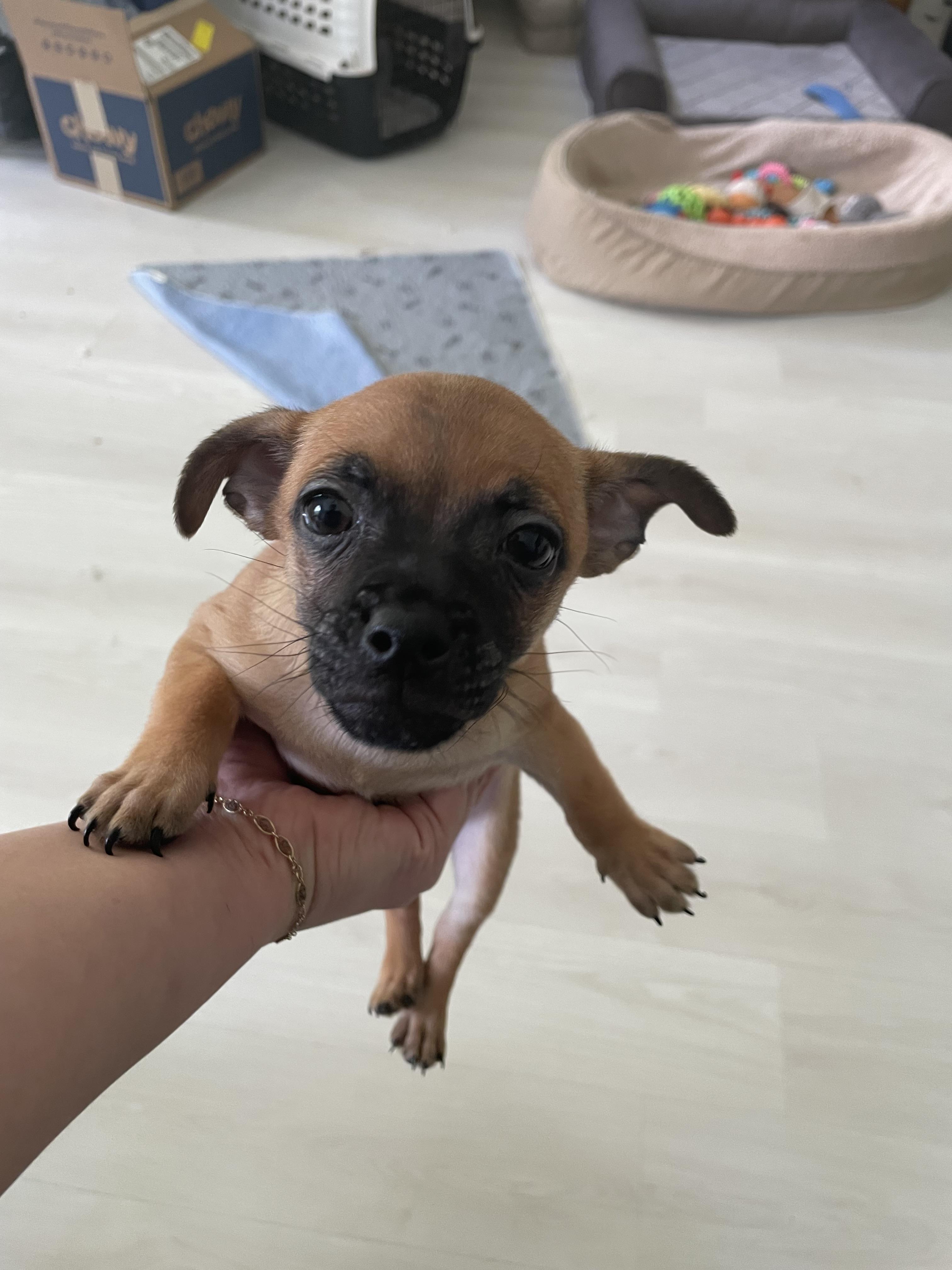 Enlarge Biscotti, a Adoptable mixed breed in Port Saint Lucie, FL image 2/6
