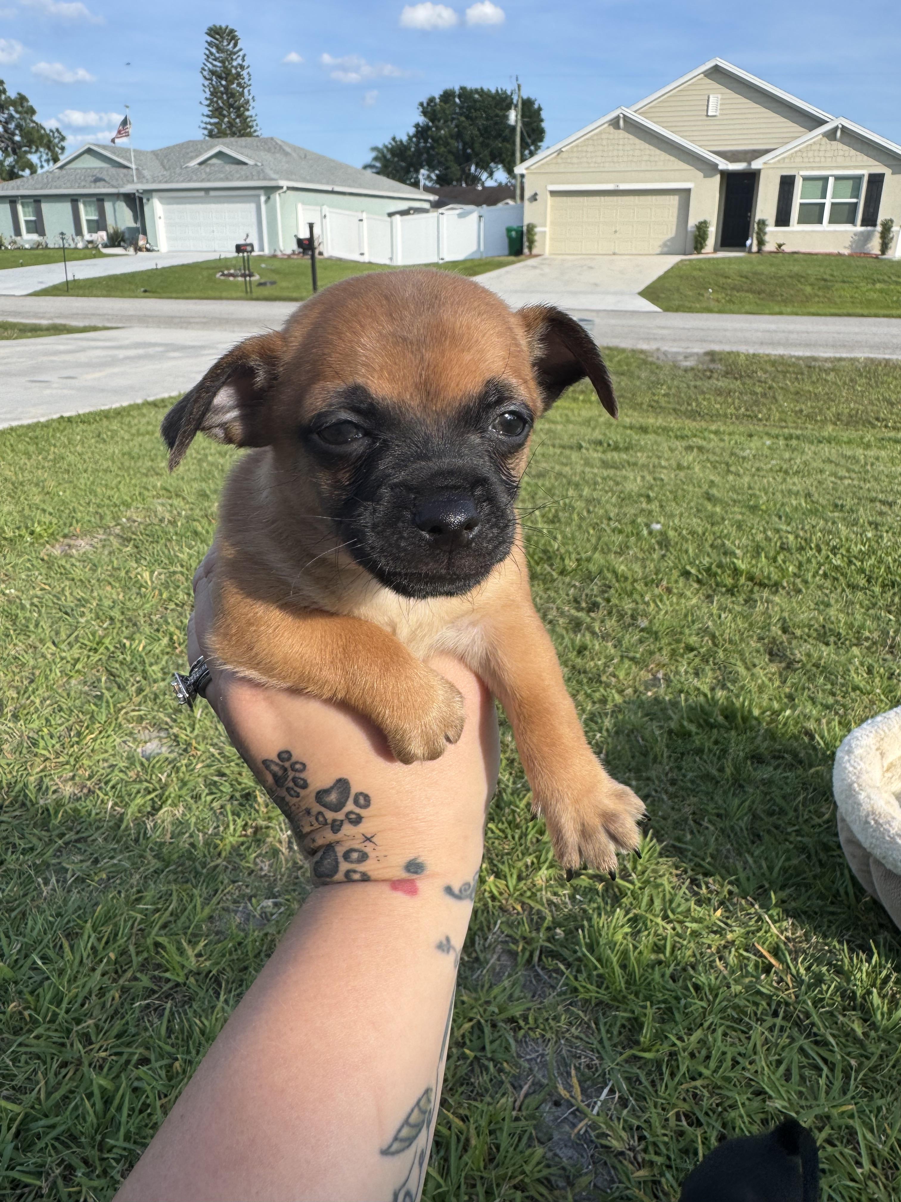 Enlarge Biscotti, a Adoptable mixed breed in Port Saint Lucie, FL image 6/6