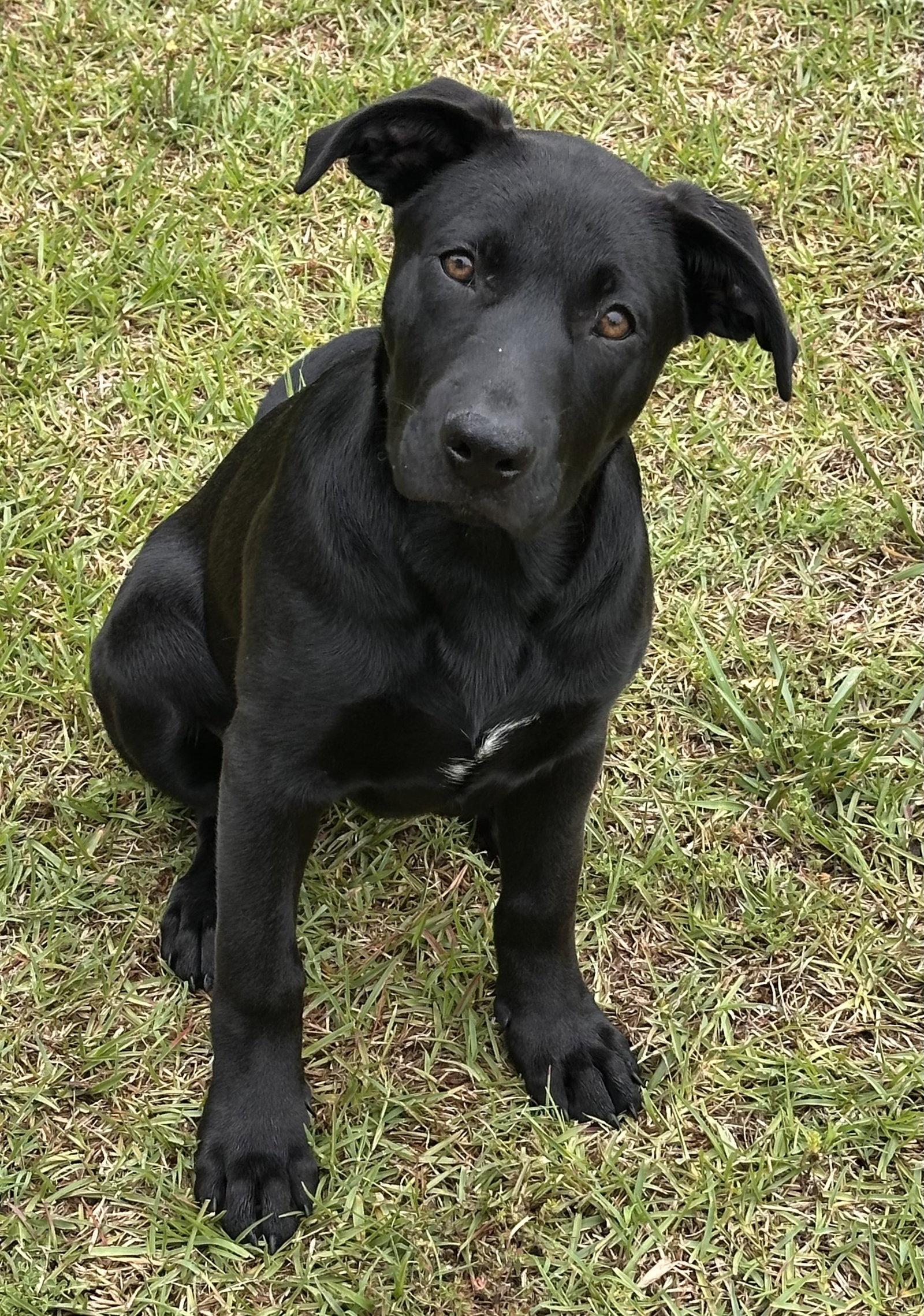 Cheddar (NKA Nero), Adopted, Puppy Female Labrador Retriever.