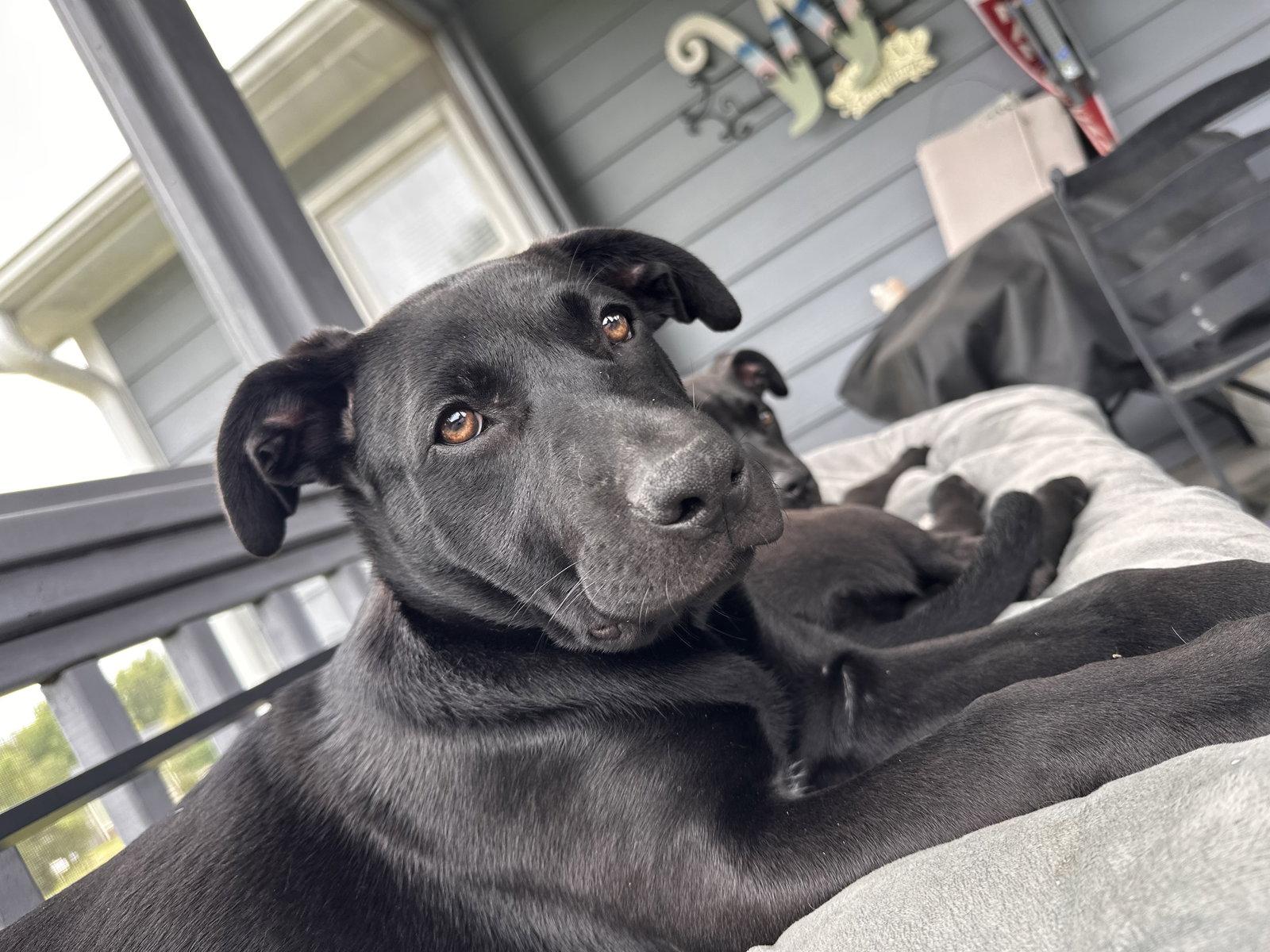 Enlarge Cheddar (NKA Nero), a Adopted Labrador Retriever in Garner, NC image 3/3