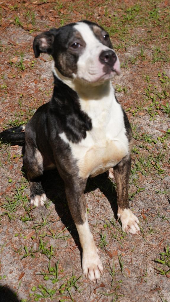 Meg, Adoptable, Young Female Pit Bull Terrier.
