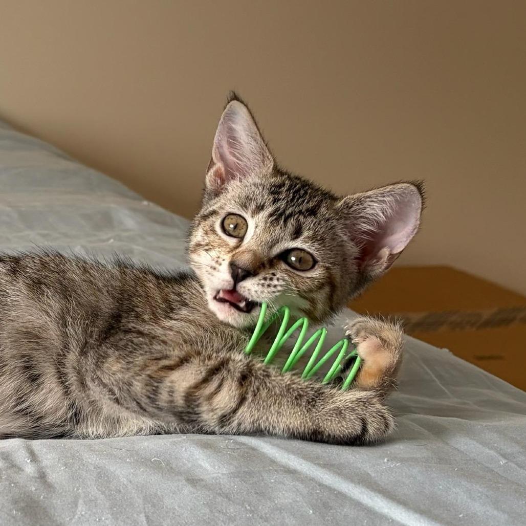 Mrs. Witherspoon (bonded with Jeremiah), Adoptable, Young Female Domestic Short Hair.