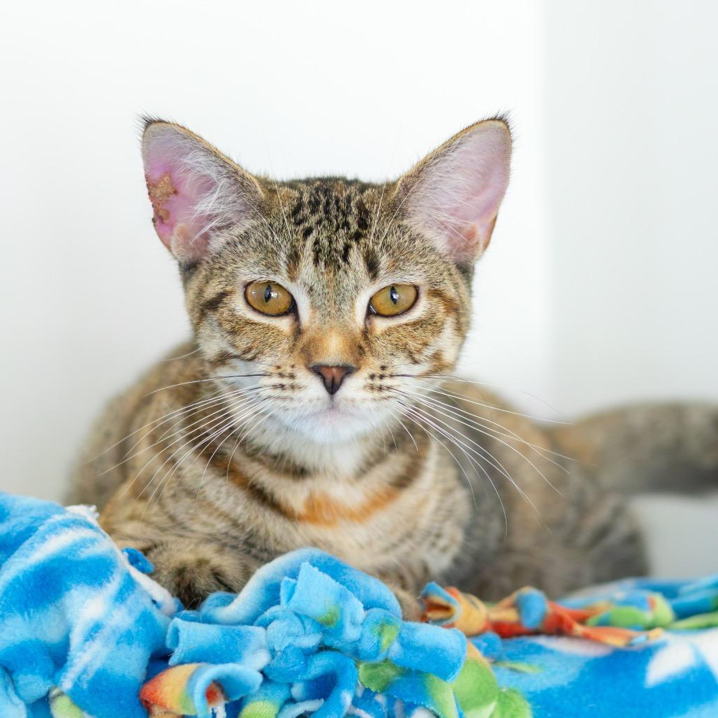 Enlarge Mrs. Witherspoon (bonded with Jeremiah), a Adoptable Domestic Short Hair in Newark, DE image 2/6