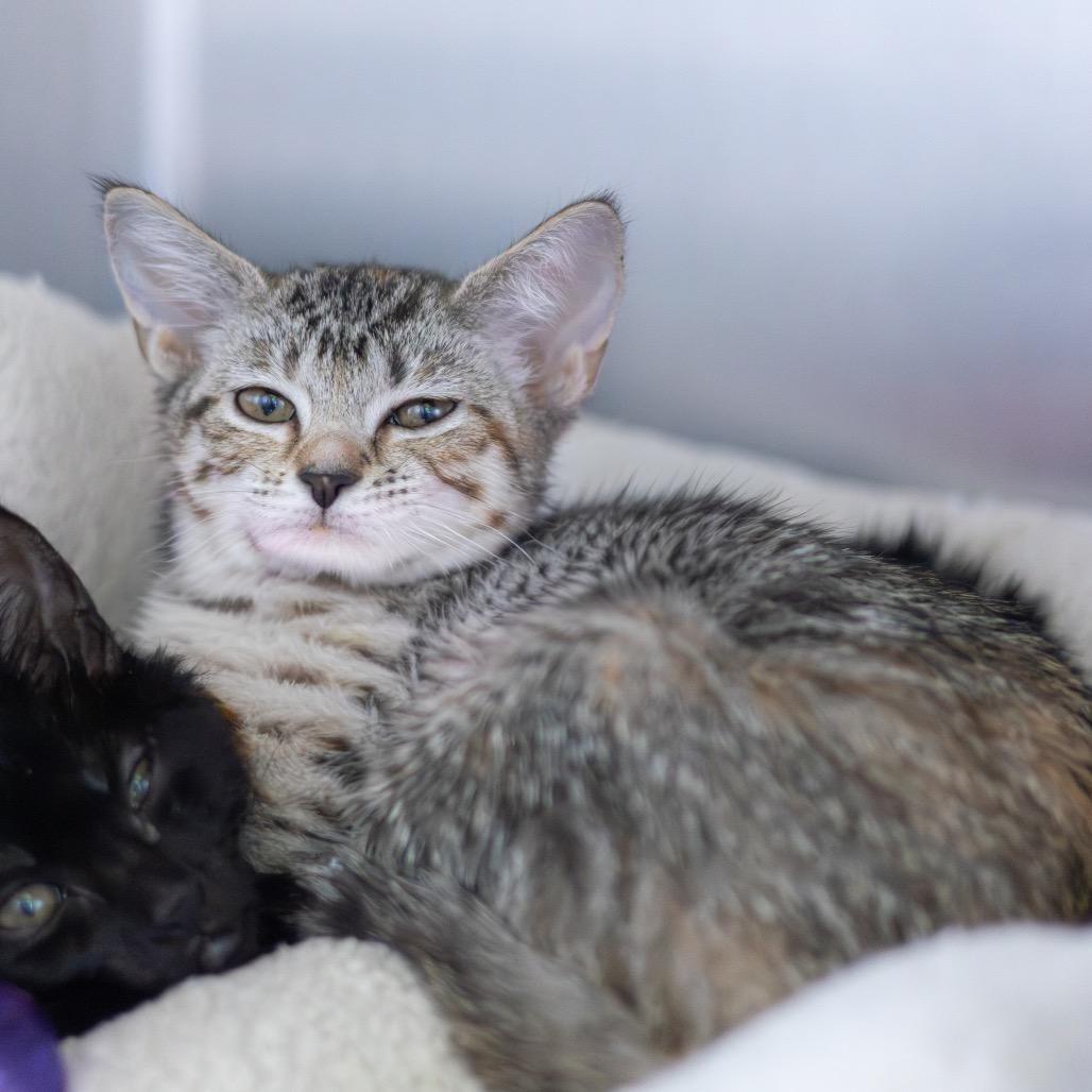 Enlarge Mrs. Witherspoon (bonded with Jeremiah), a Adoptable Domestic Short Hair in Newark, DE image 3/6