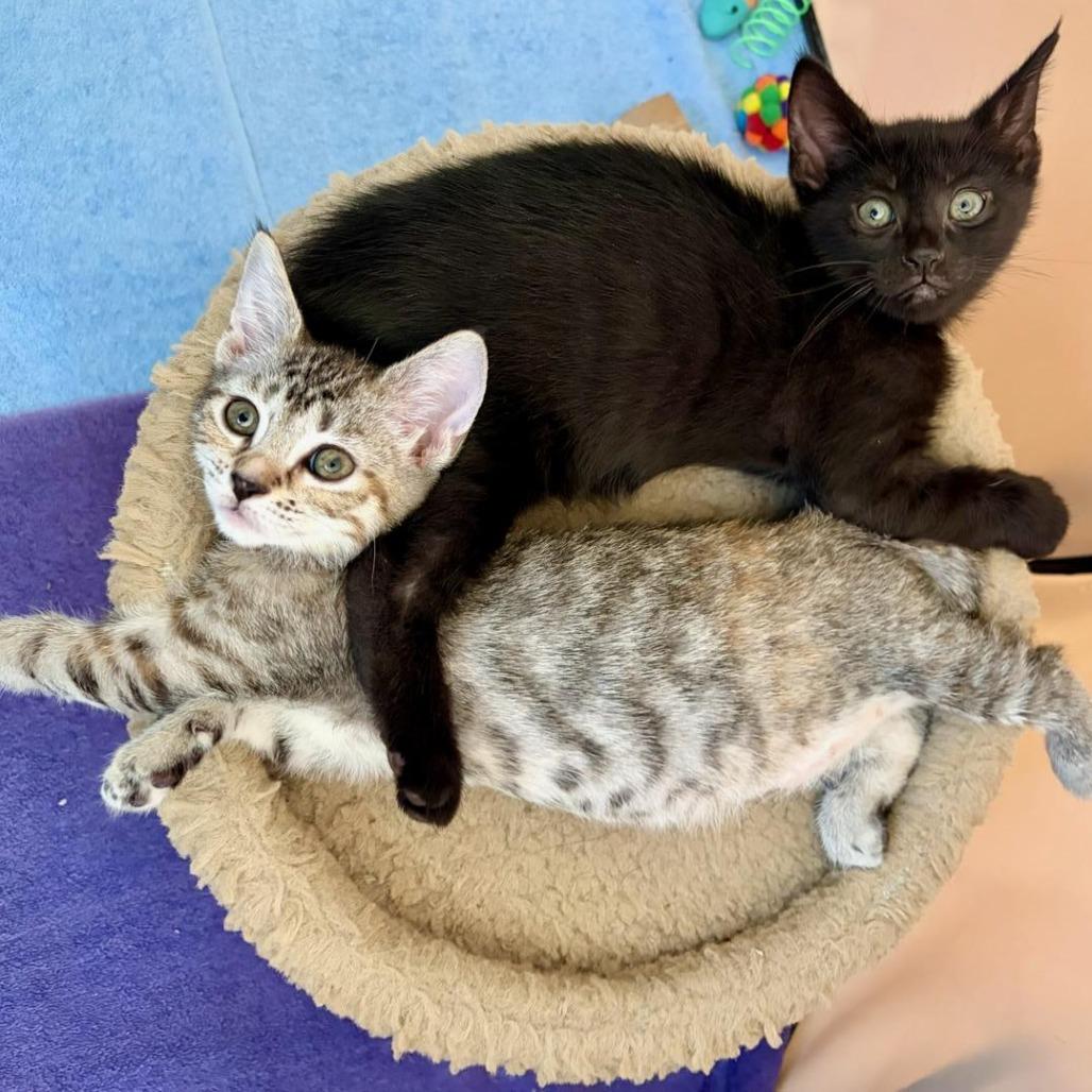 Enlarge Mrs. Witherspoon (bonded with Jeremiah), a Adoptable Domestic Short Hair in Newark, DE image 4/6