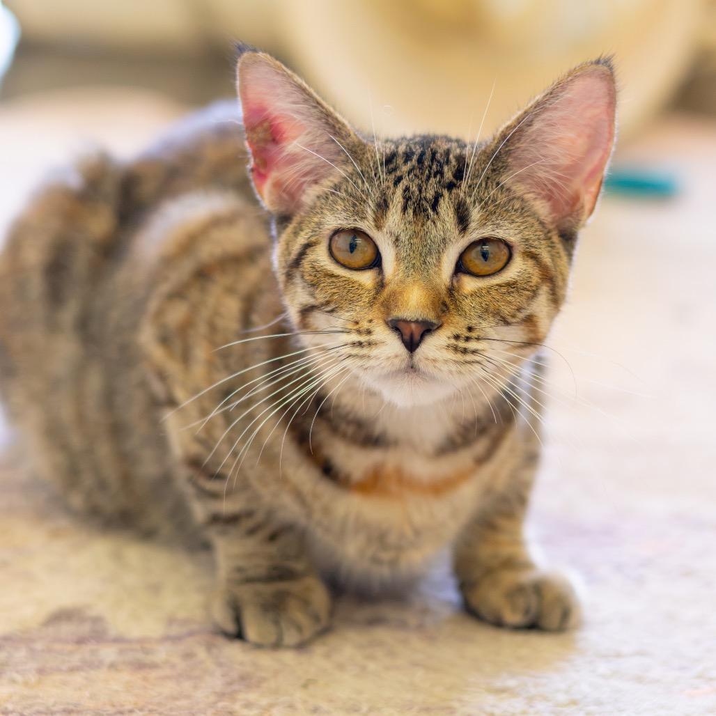 Enlarge Mrs. Witherspoon (bonded with Jeremiah), a Adoptable Domestic Short Hair in Newark, DE image 5/6