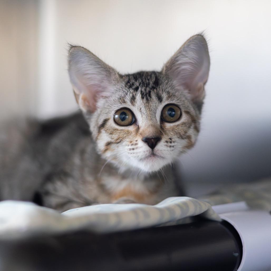 Enlarge Mrs. Witherspoon (bonded with Jeremiah), a Adoptable Domestic Short Hair in Newark, DE image 6/6