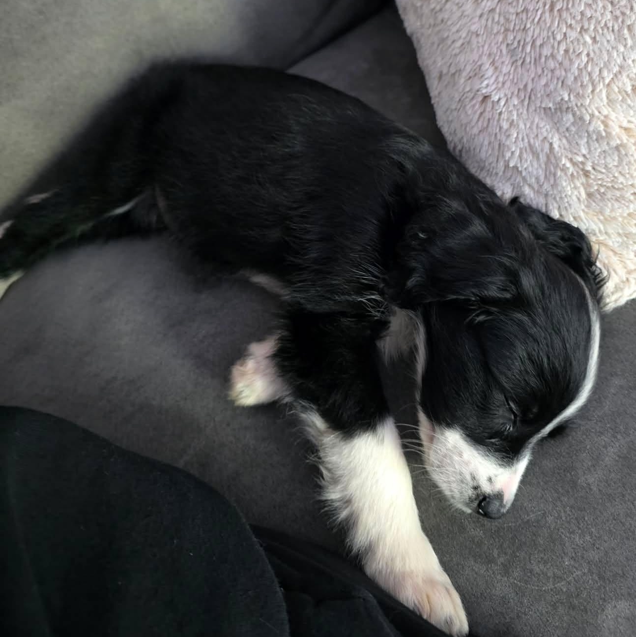 Charlie, an adopted mixed breed in Rochester, NY image 3/4