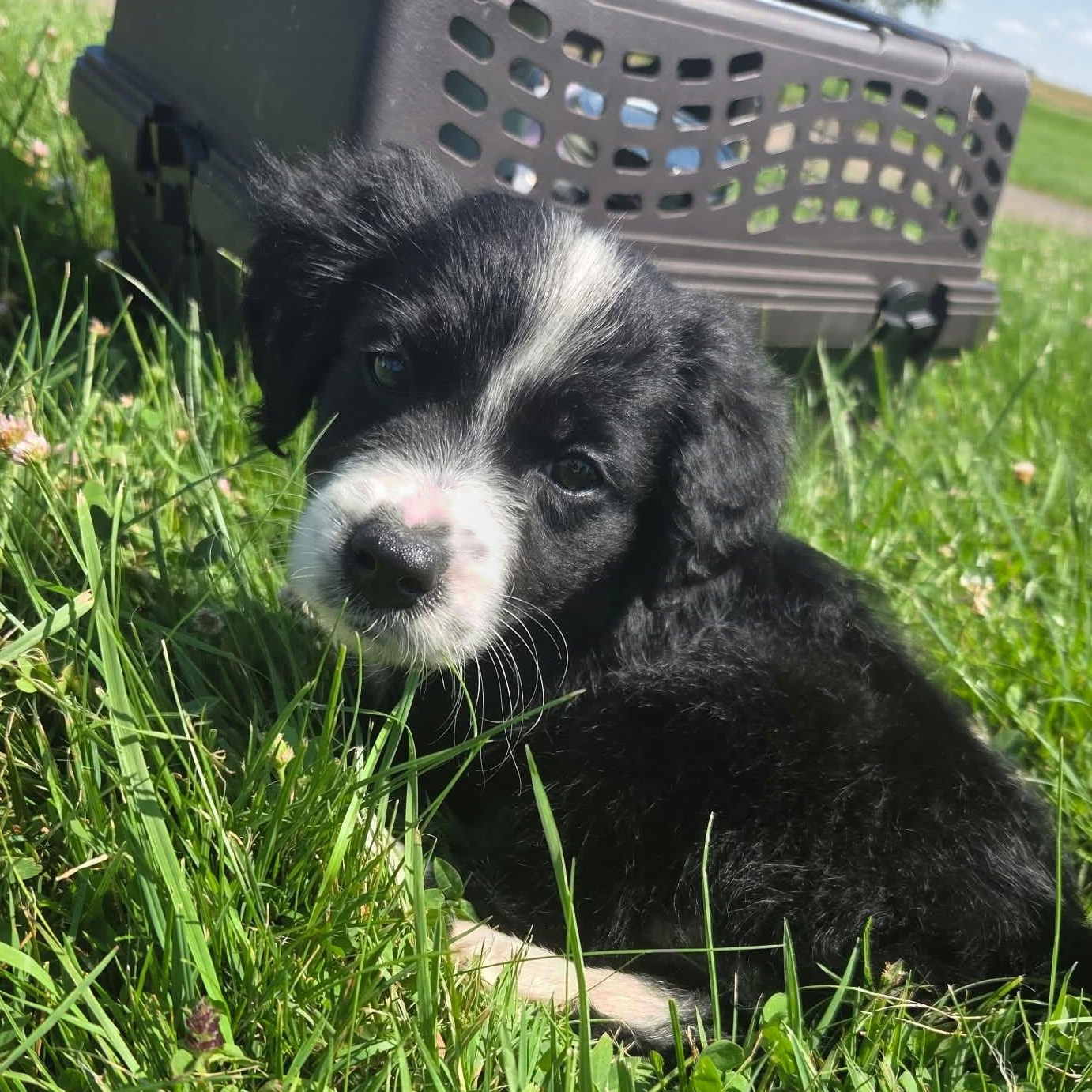 Charlie, adopted, Puppy Female Australian Shepherd.