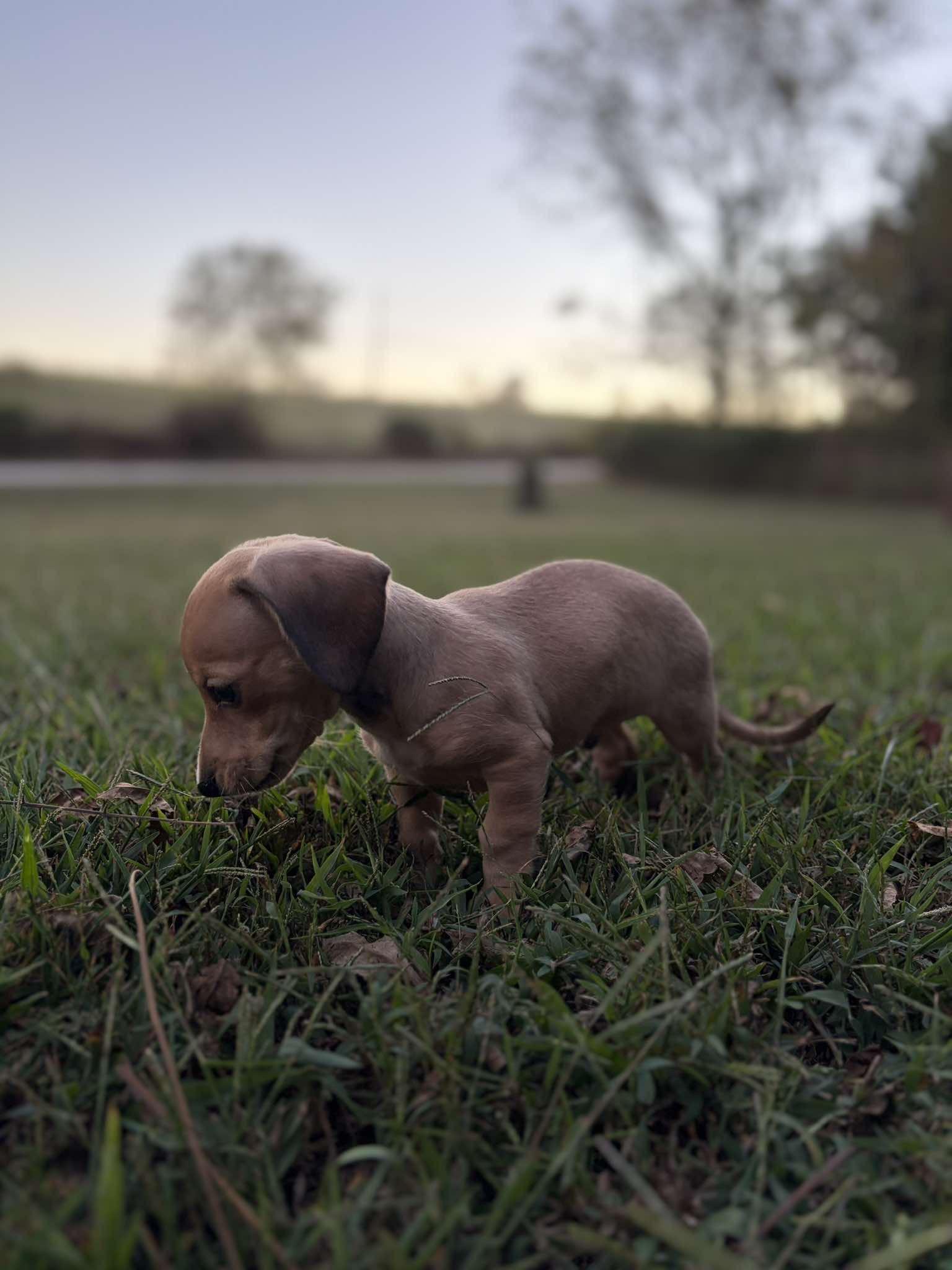 Enlarge Finn, a Adopted mixed breed in Branson, MO image 5/5