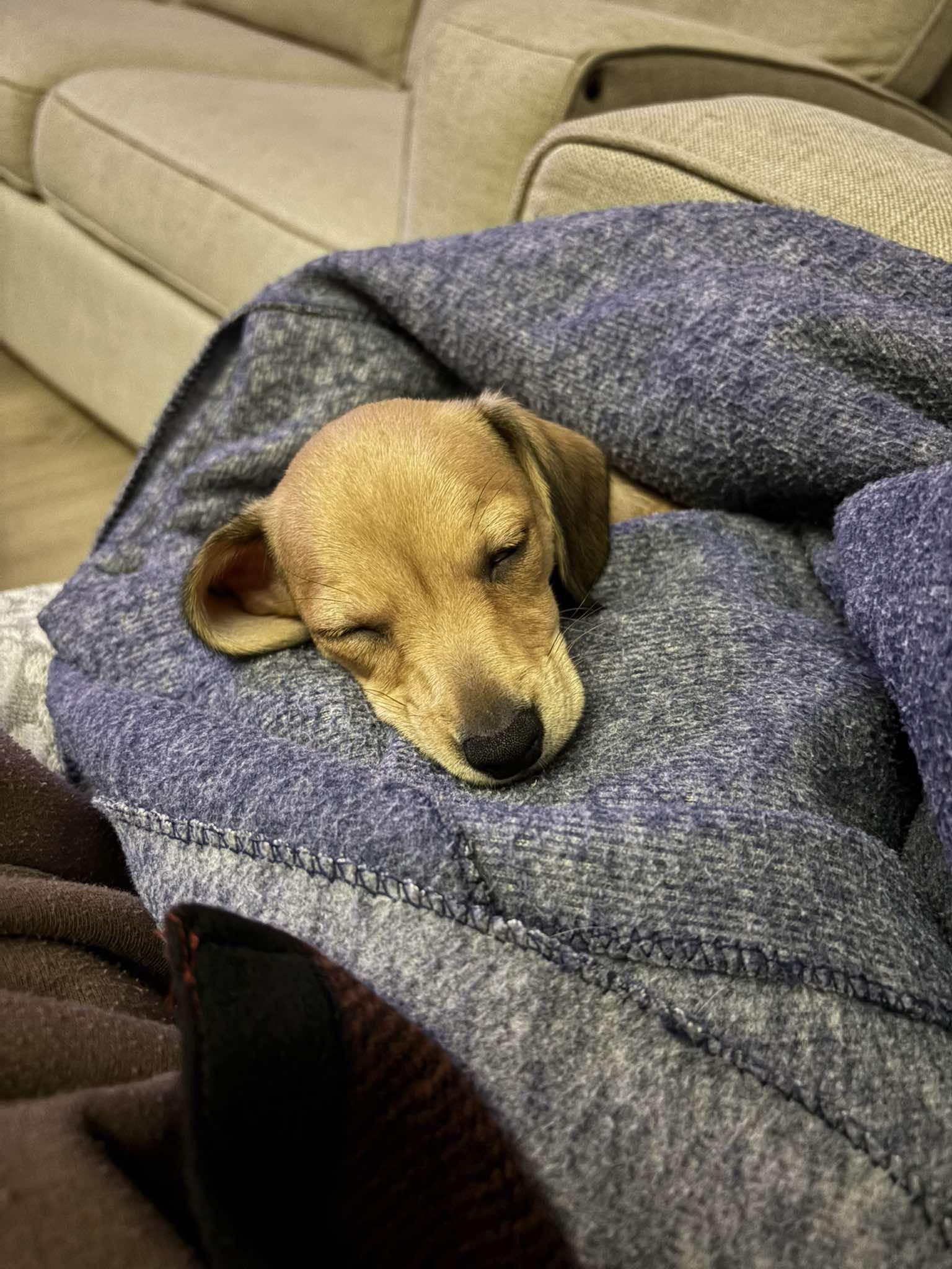 Enlarge Finn, a Adopted mixed breed in Branson, MO image 3/5